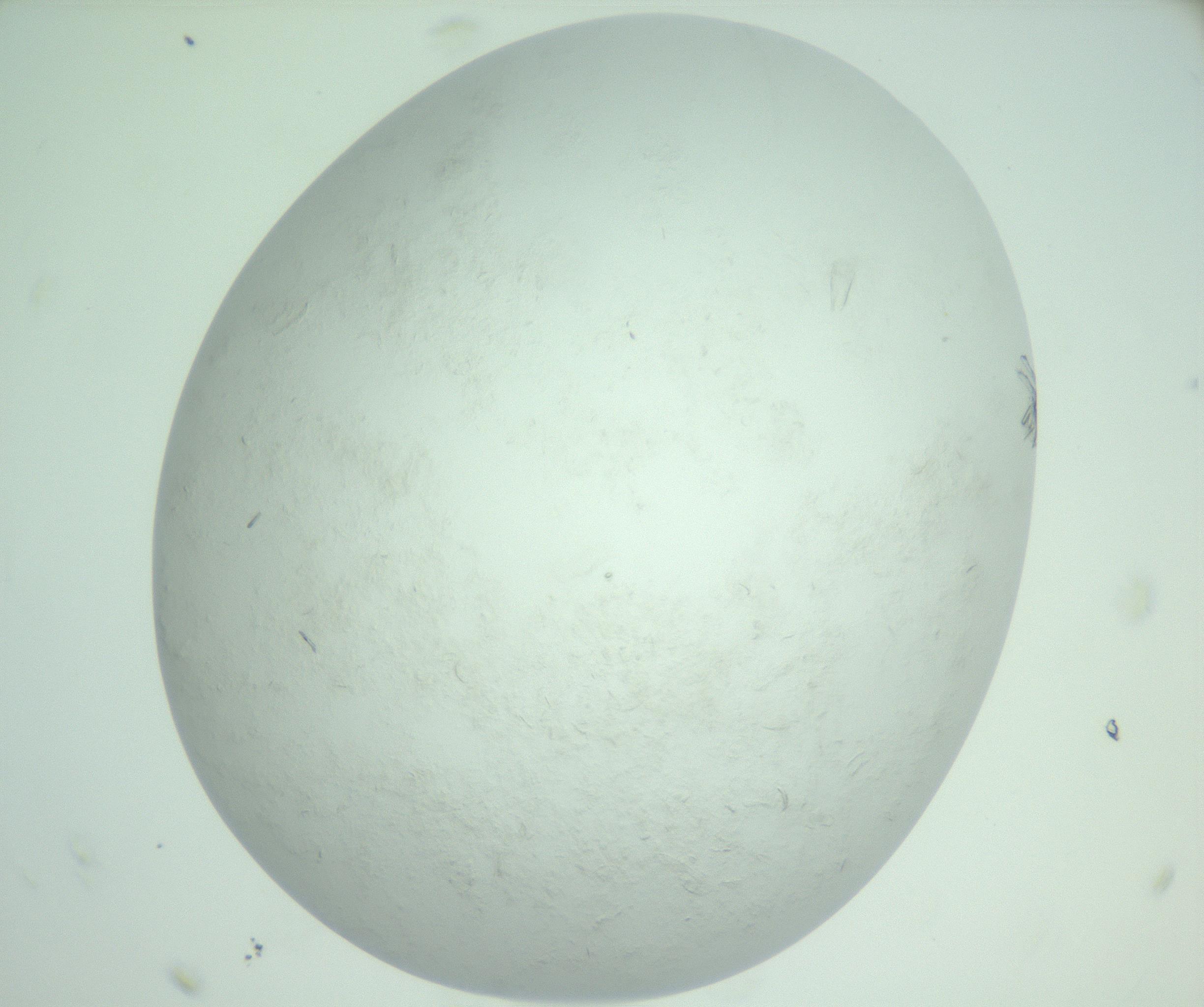 RI01_03_000_0212_Proj1_Clon1_MC_0000MC103009_002_161119_11_08_02_00_99_002_001_RAI.jpg