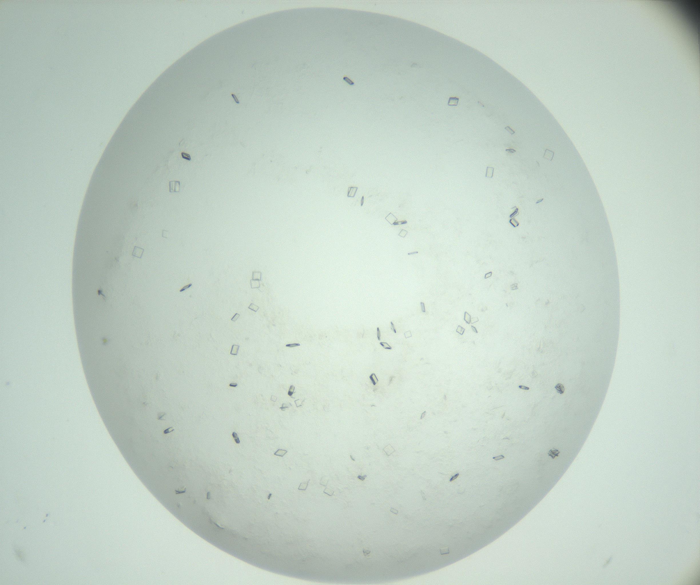 RI01_03_000_0212_Proj1_Clon1_MC_0000MC103009_002_161119_12_06_02_00_99_002_001_RAI.jpg