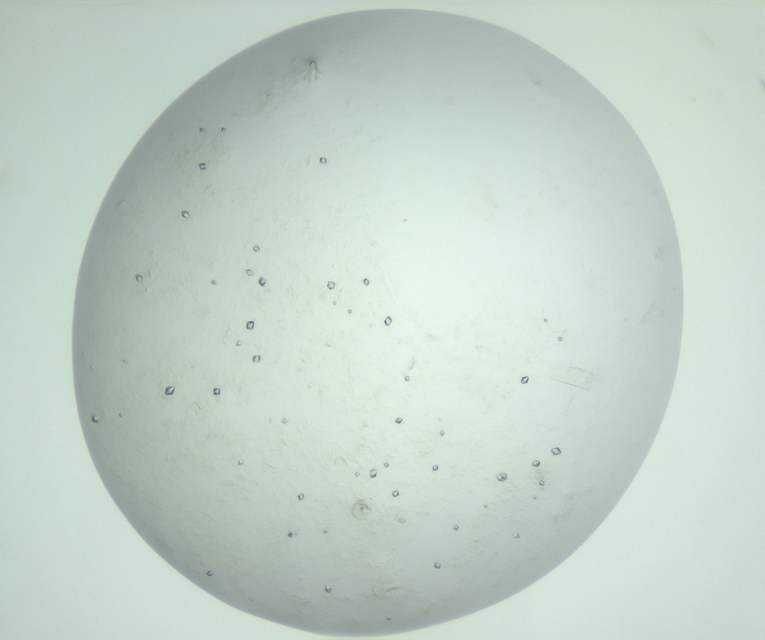 RI01_03_000_0212_Proj1_Clon1_MC_0000MC103009_002_161119_12_07_02_00_99_002_001_RAI.jpg
