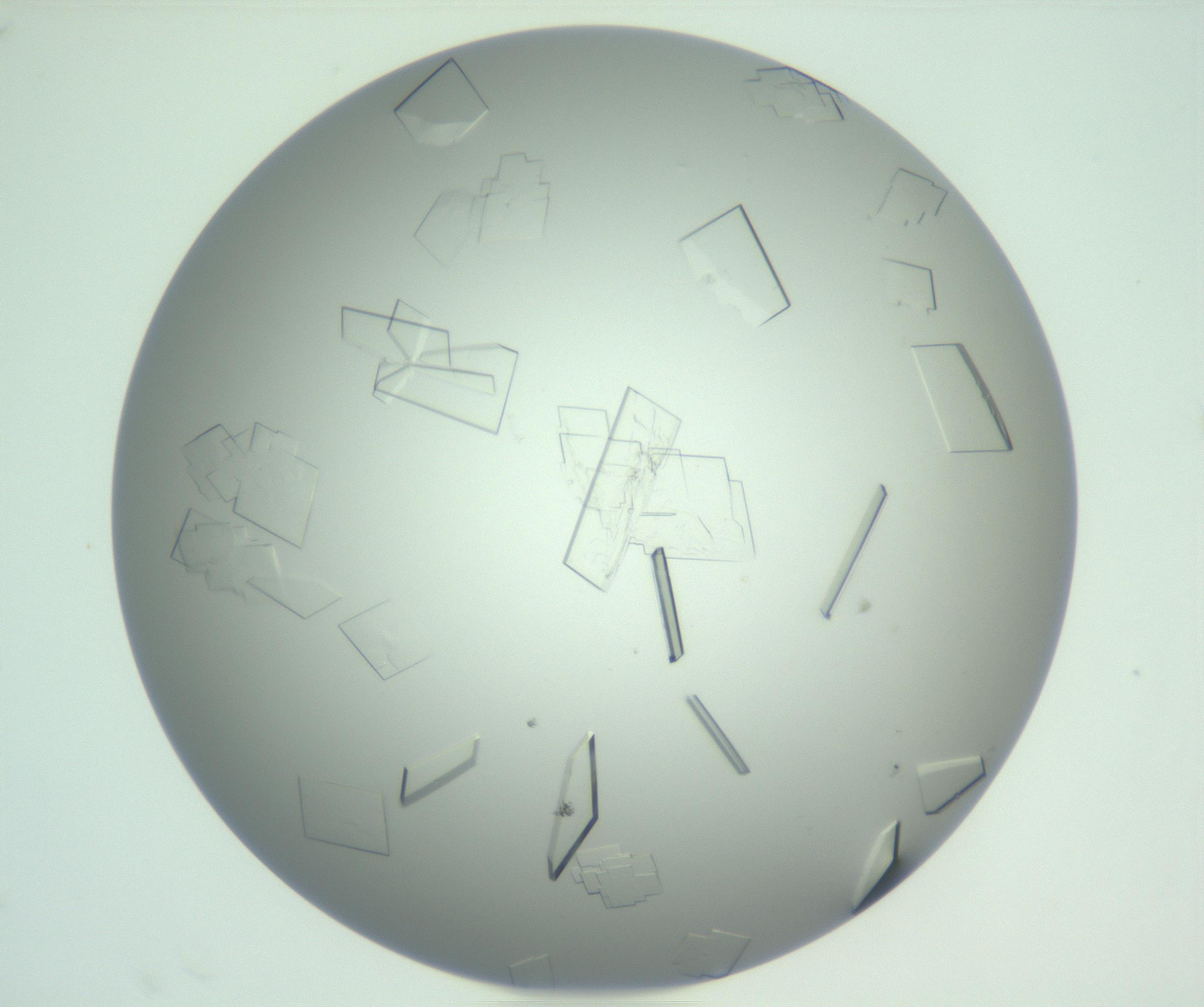RI01_03_000_0212_Proj1_Clon1_MC_0000MC103009_002_161119_12_08_01_00_99_002_001_RAI.jpg