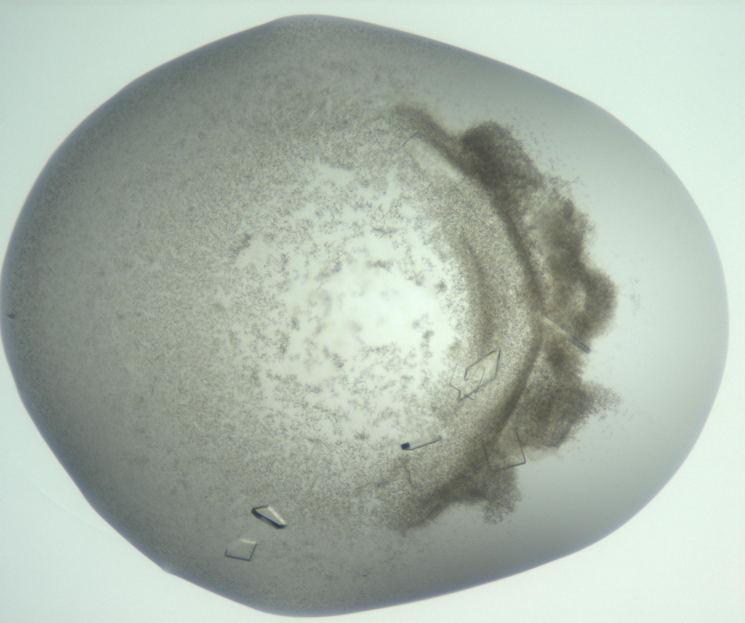 RI01_03_000_0212_Proj1_Clon1_MC_0000MC103009_003_161121_01_08_01_00_99_002_001_RAI.jpg