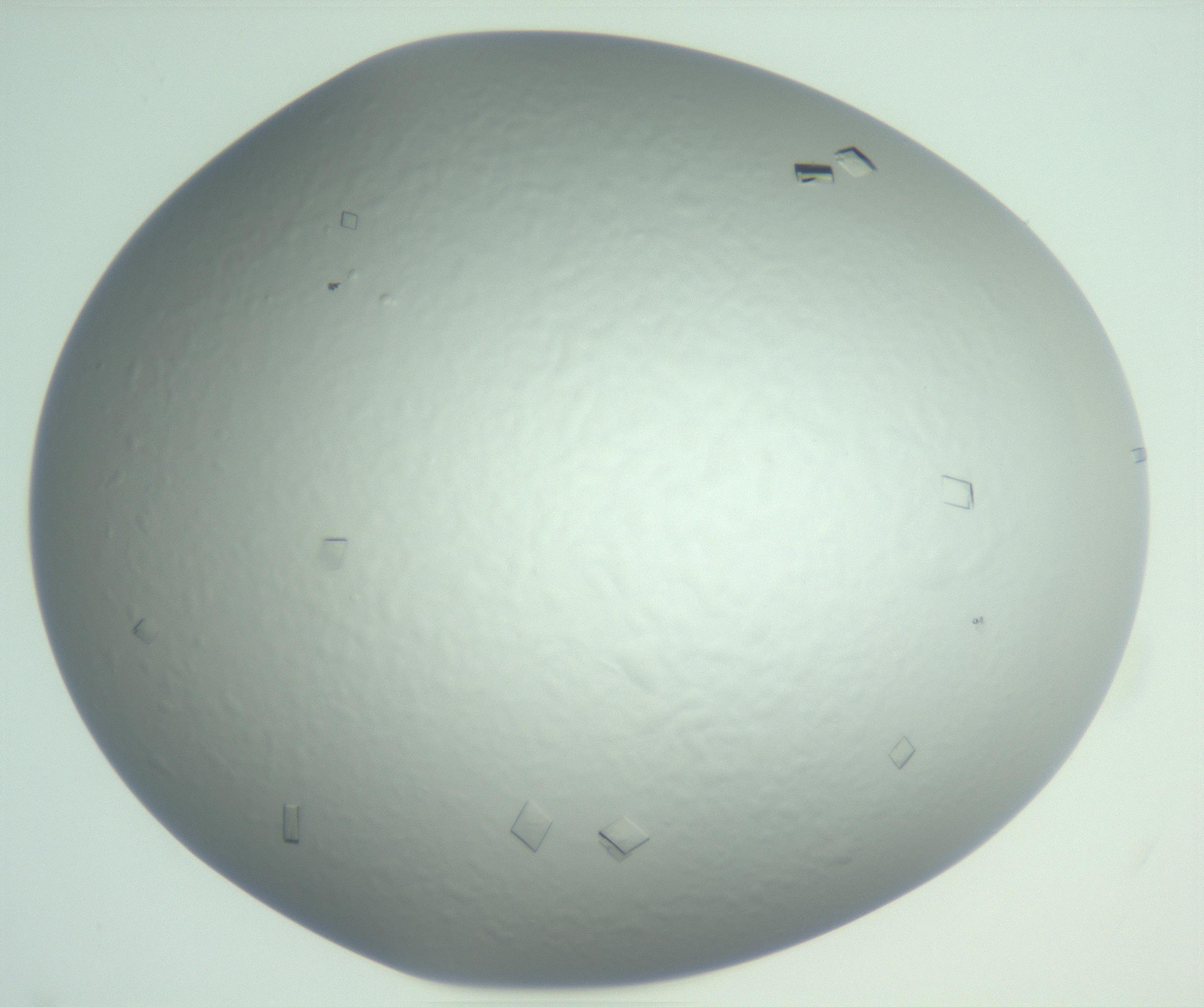 RI01_03_000_0212_Proj1_Clon1_MC_0000MC103009_003_161121_02_07_01_00_99_002_001_RAI.jpg