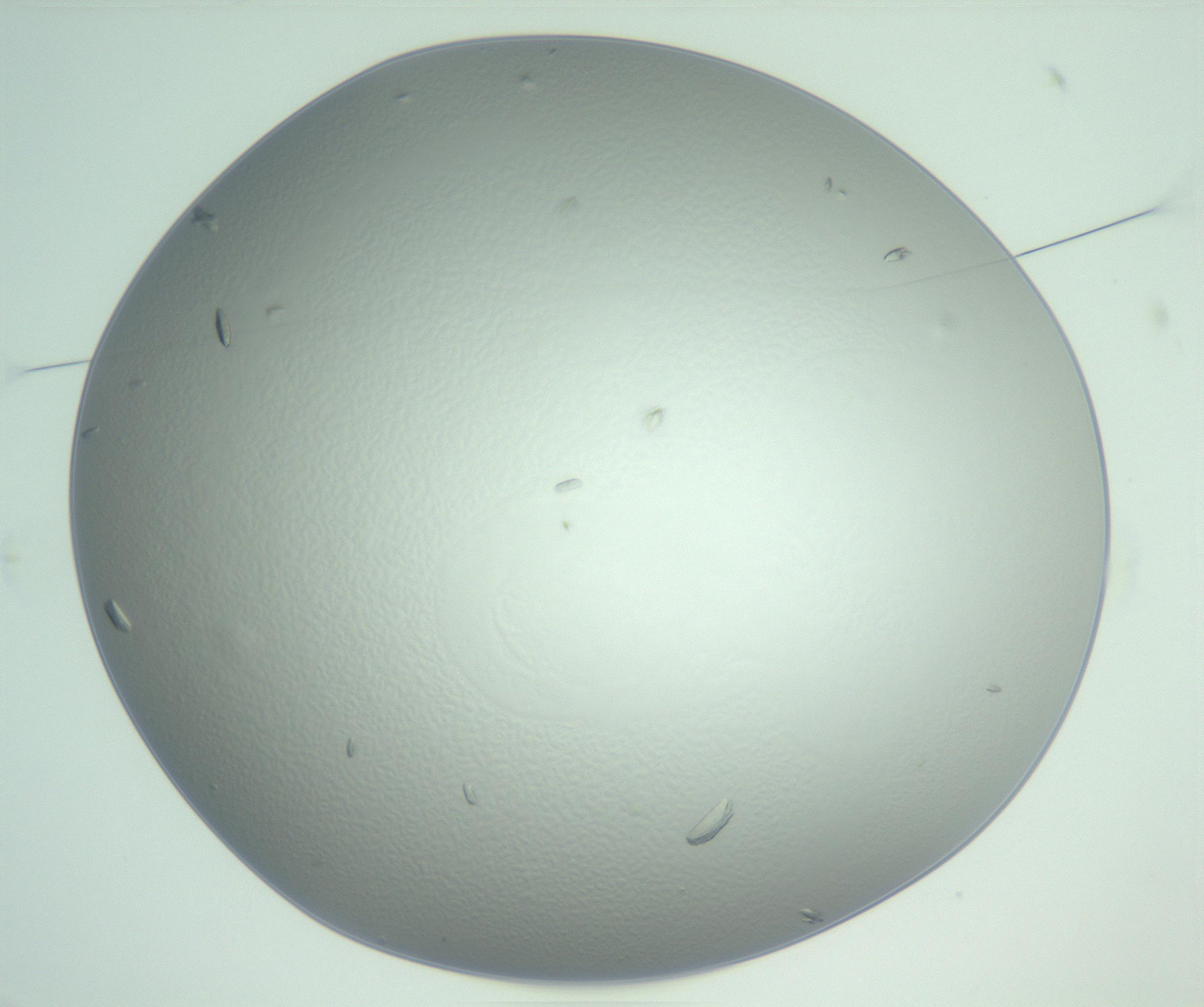 RI01_03_000_0212_Proj1_Clon1_MC_0000MC103009_003_161121_03_01_01_00_99_002_001_RAI.jpg