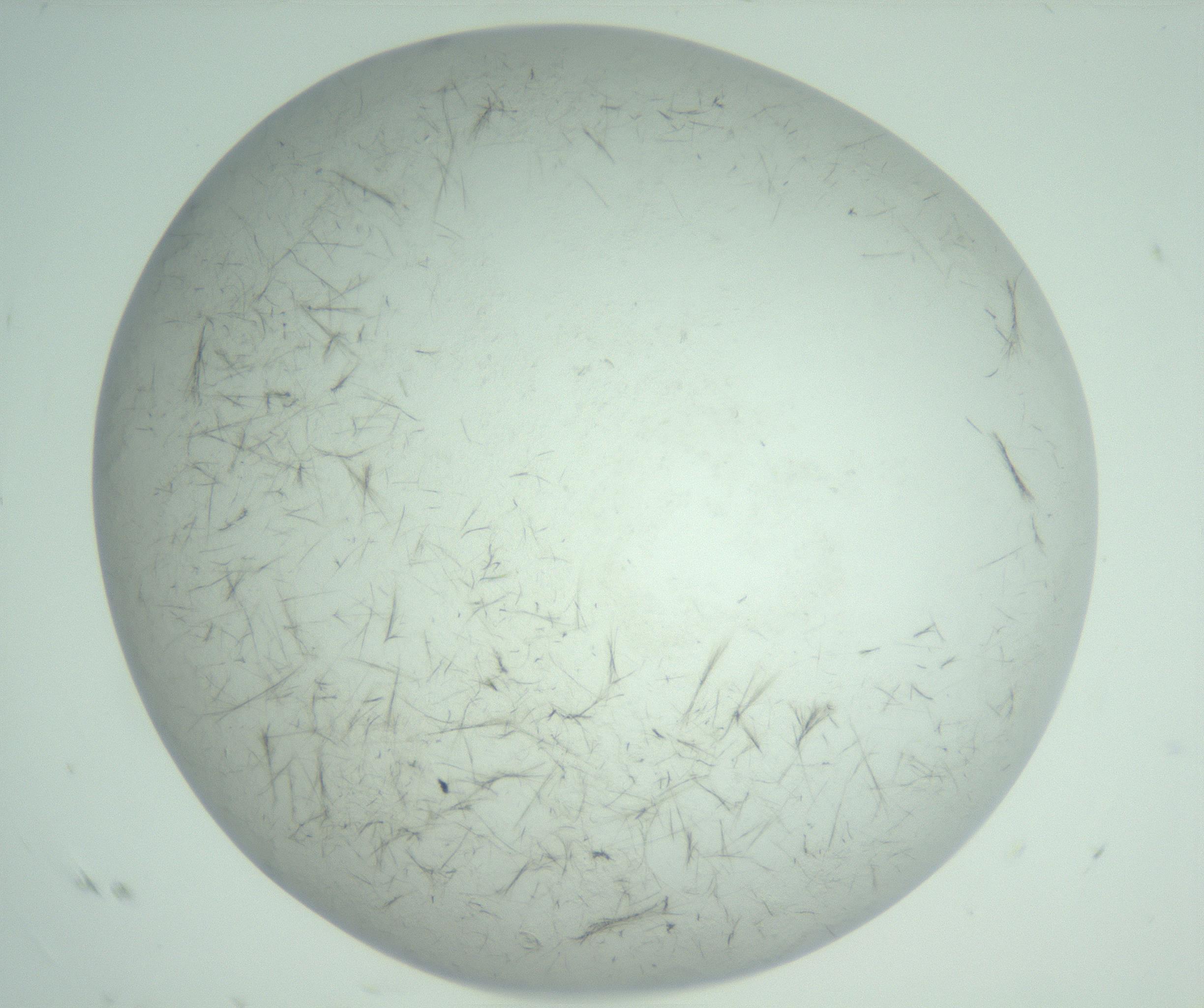 RI01_03_000_0212_Proj1_Clon1_MC_0000MC103009_003_161121_04_01_02_00_99_002_001_RAI.jpg
