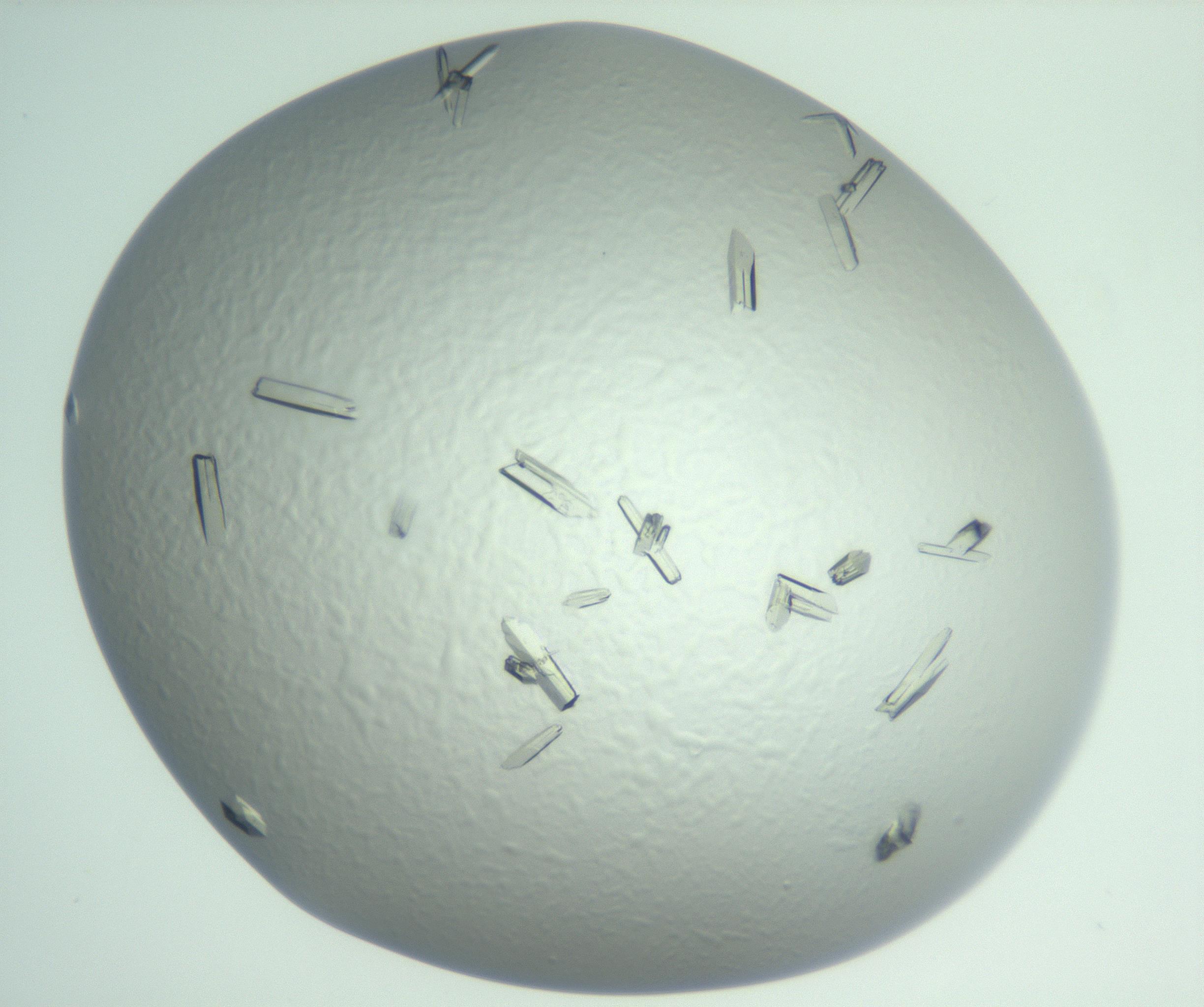 RI01_03_000_0212_Proj1_Clon1_MC_0000MC103009_003_161121_04_02_01_00_99_002_001_RAI.jpg