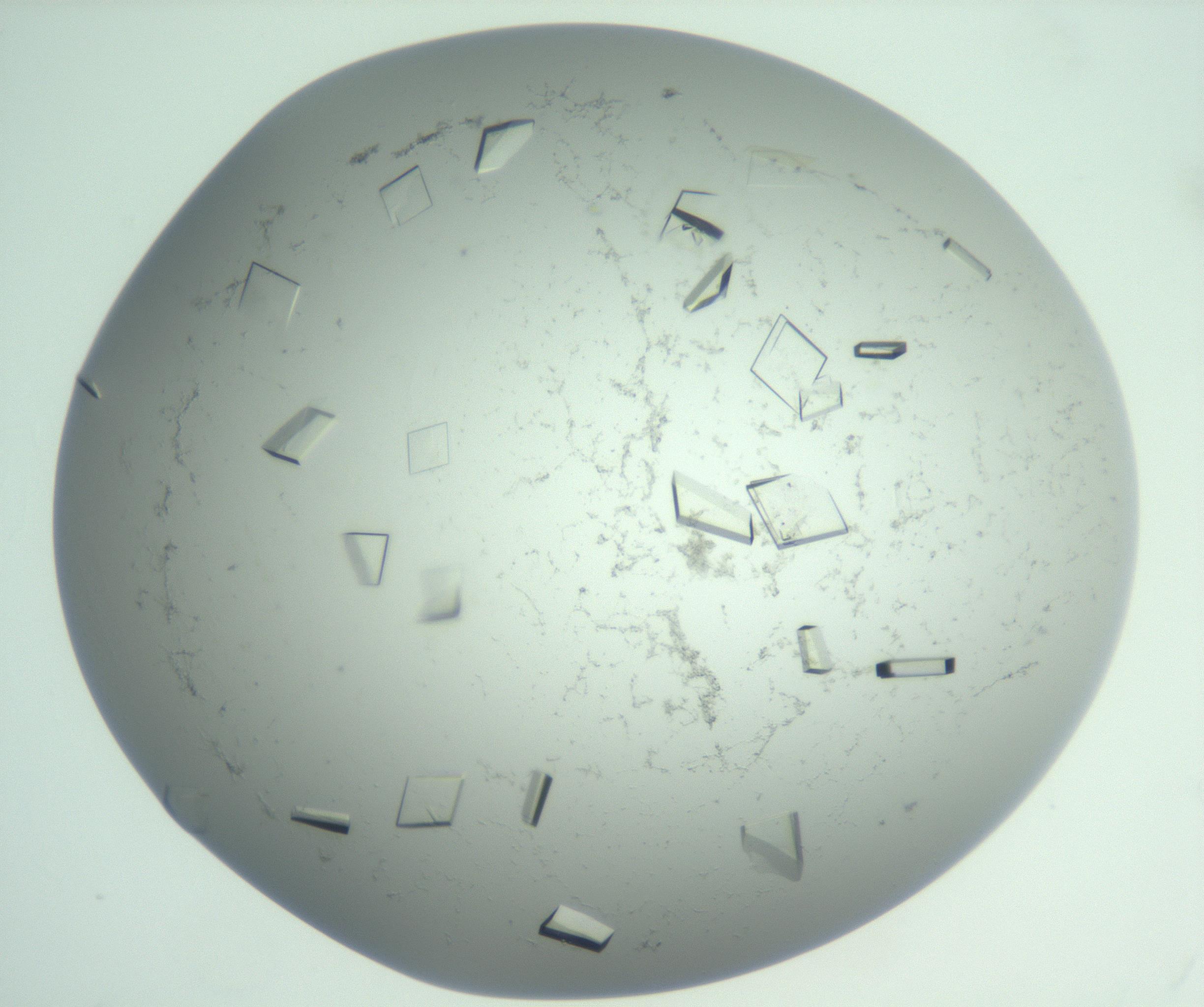 RI01_03_000_0212_Proj1_Clon1_MC_0000MC103009_003_161121_04_07_01_00_99_002_001_RAI.jpg