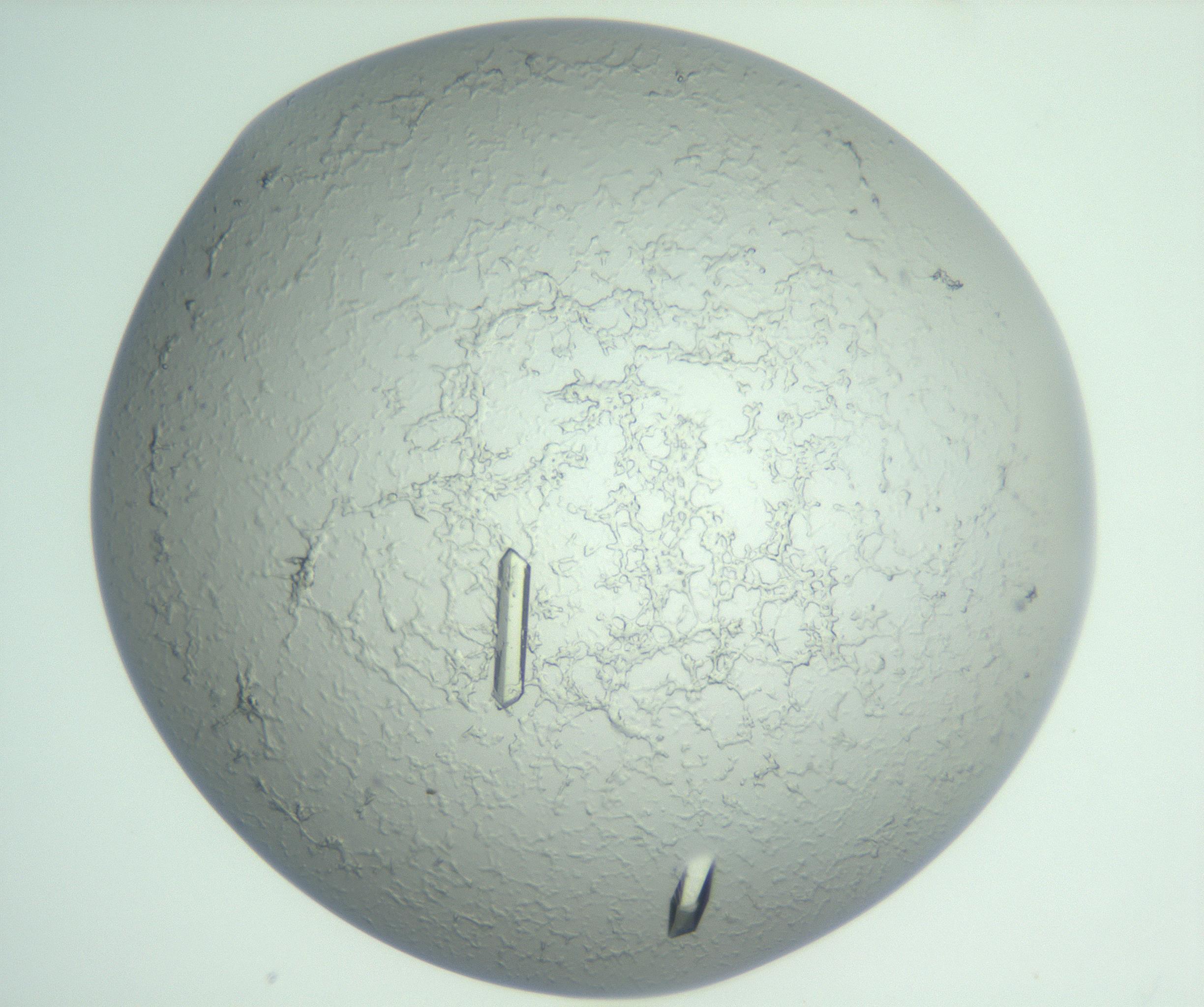 RI01_03_000_0212_Proj1_Clon1_MC_0000MC103009_003_161121_05_02_01_00_99_002_001_RAI.jpg
