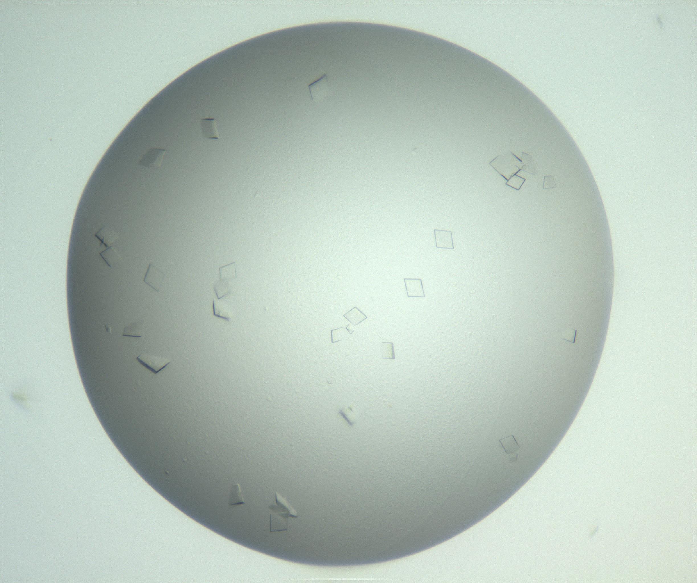 RI01_03_000_0212_Proj1_Clon1_MC_0000MC103009_003_161121_05_06_01_00_99_002_001_RAI.jpg