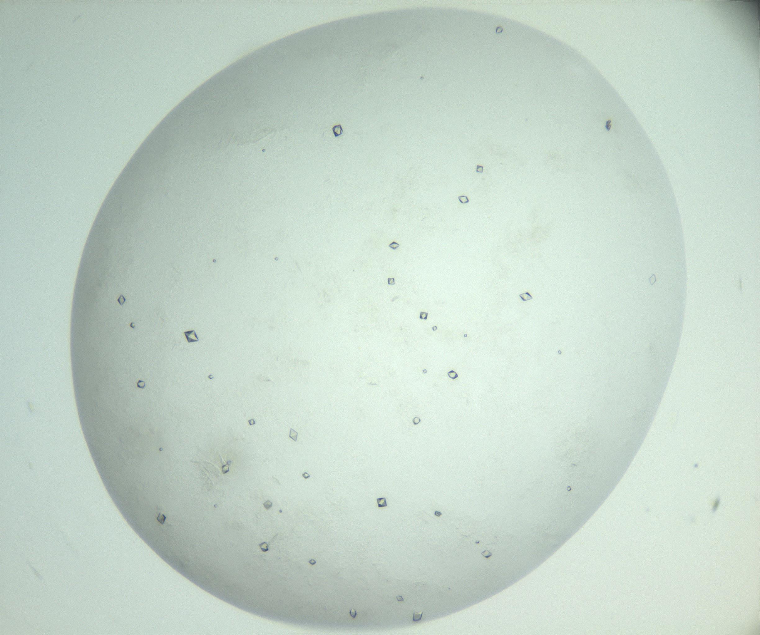 RI01_03_000_0212_Proj1_Clon1_MC_0000MC103009_003_161121_05_06_02_00_99_002_001_RAI.jpg