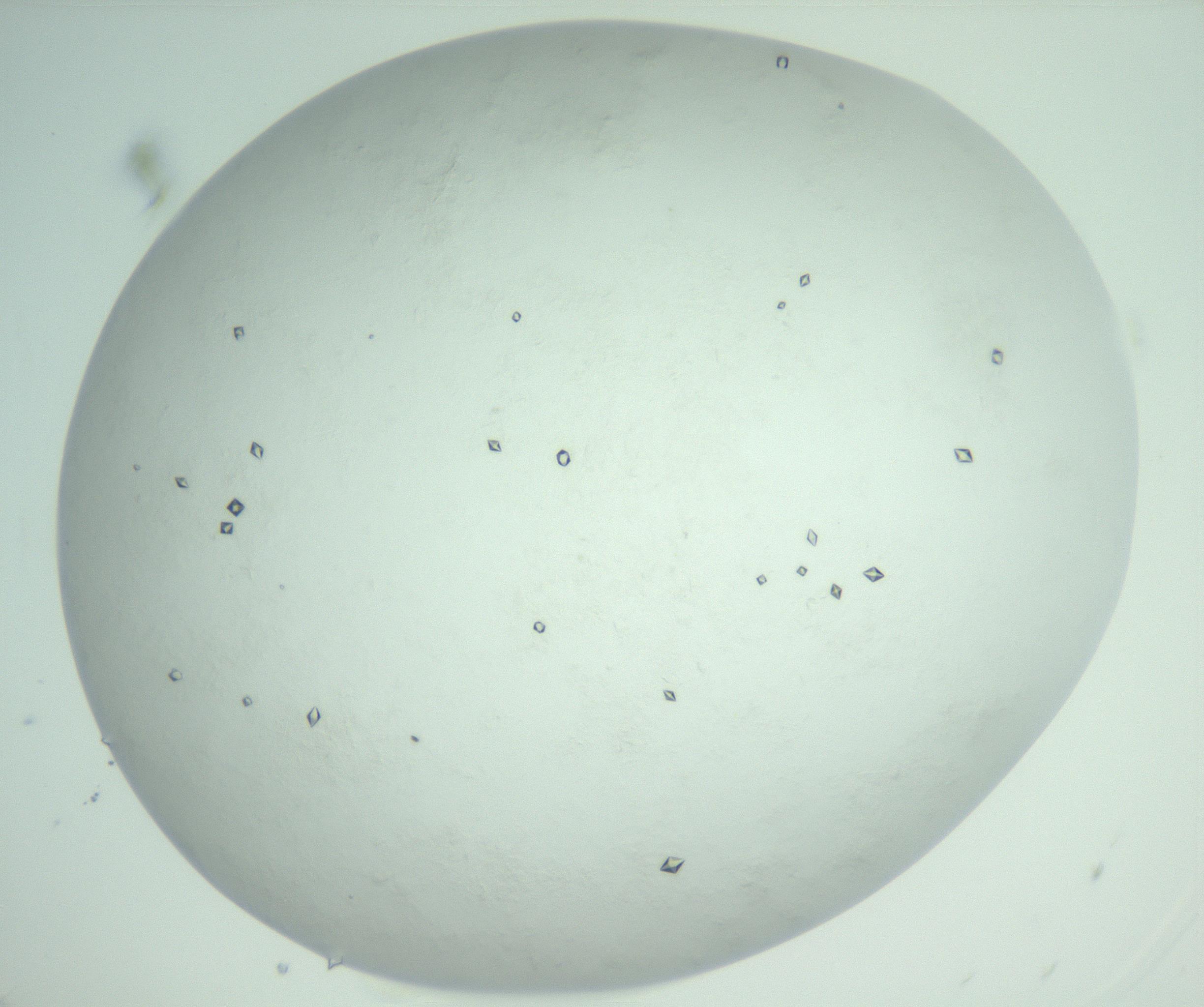 RI01_03_000_0212_Proj1_Clon1_MC_0000MC103009_003_161121_05_07_02_00_99_002_001_RAI.jpg