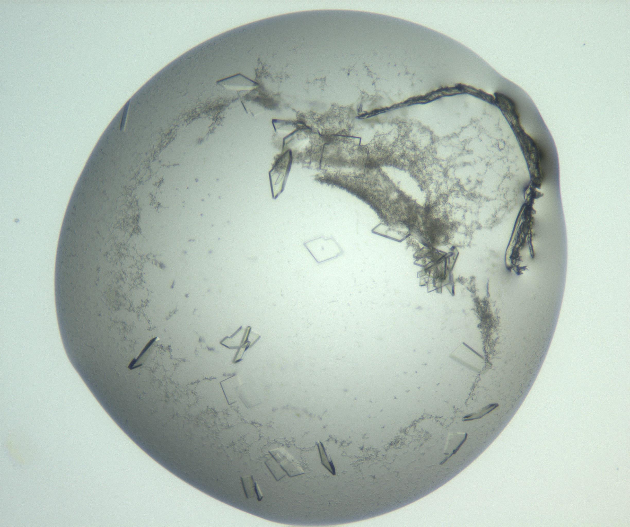 RI01_03_000_0212_Proj1_Clon1_MC_0000MC103009_003_161121_06_08_01_00_99_002_001_RAI.jpg