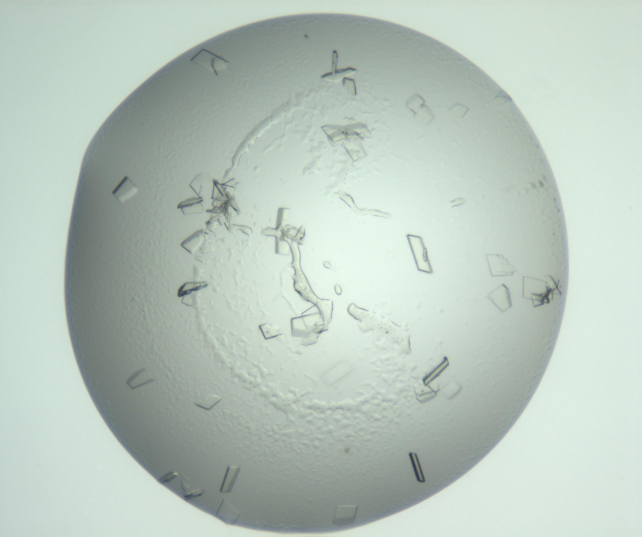 RI01_03_000_0212_Proj1_Clon1_MC_0000MC103009_003_161121_07_04_01_00_99_002_001_RAI.jpg