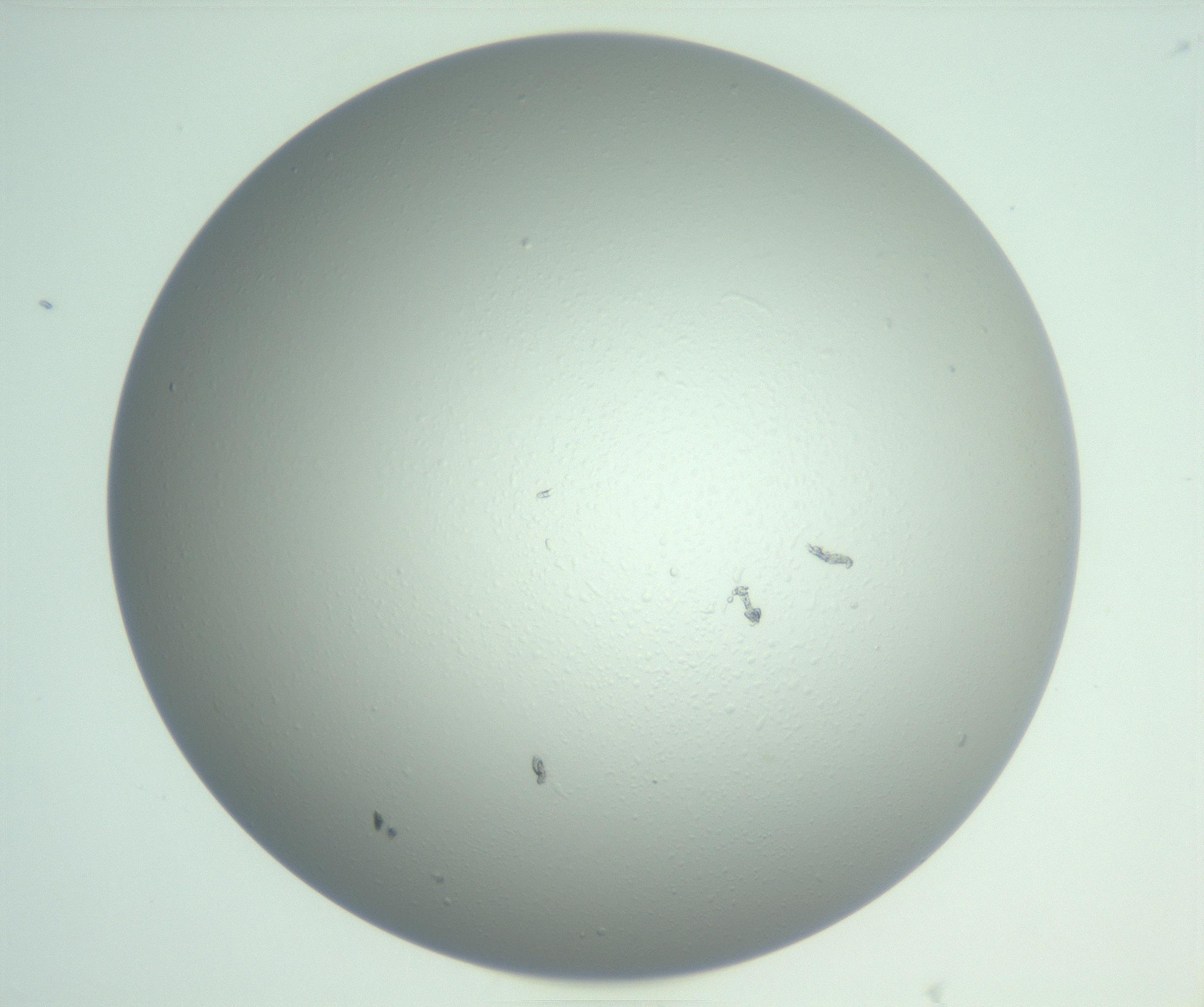 RI01_03_000_0212_Proj1_Clon1_MC_0000MC103009_003_161121_07_06_01_00_99_002_001_RAI.jpg