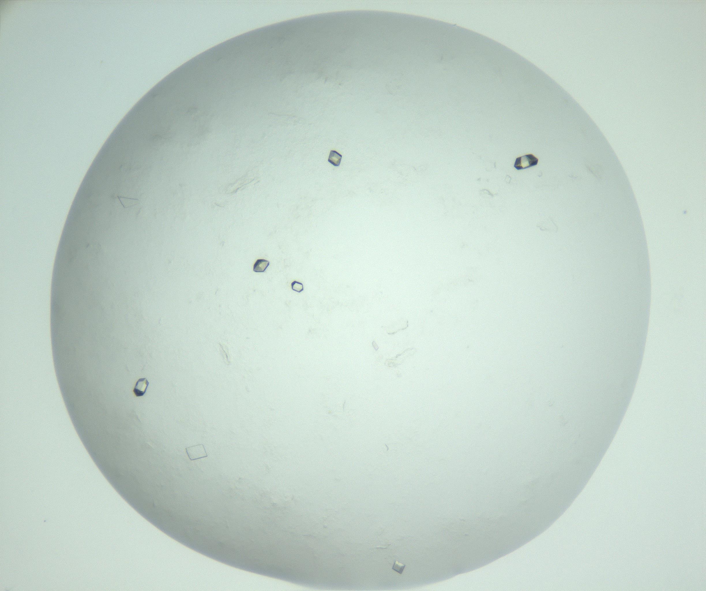 RI01_03_000_0212_Proj1_Clon1_MC_0000MC103009_003_161121_09_05_02_00_99_002_001_RAI.jpg