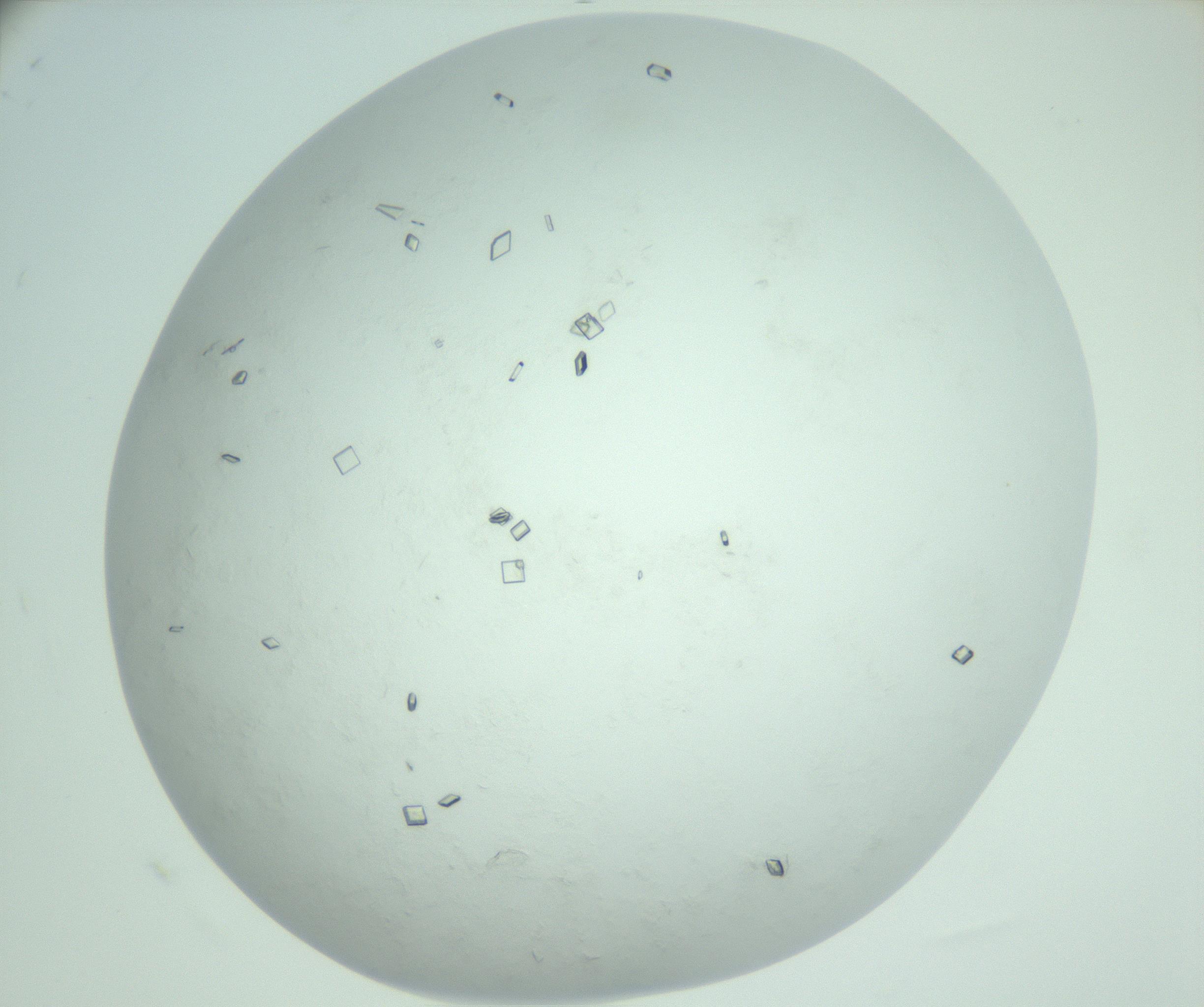 RI01_03_000_0212_Proj1_Clon1_MC_0000MC103009_003_161121_09_06_02_00_99_002_001_RAI.jpg