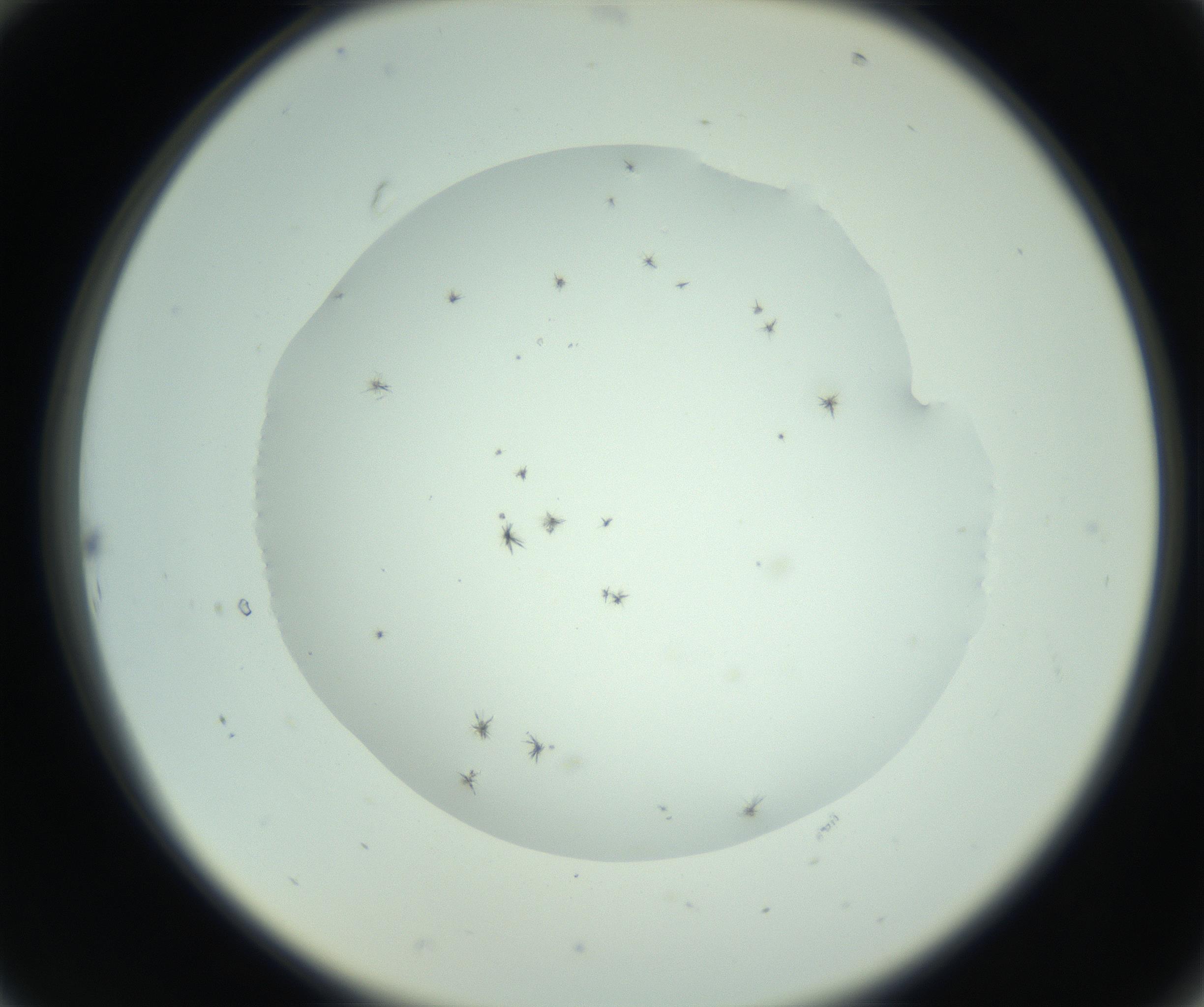 RI01_03_000_0212_Proj1_Clon1_MC_0000MC103009_003_161121_10_02_02_00_99_002_001_RAI.jpg