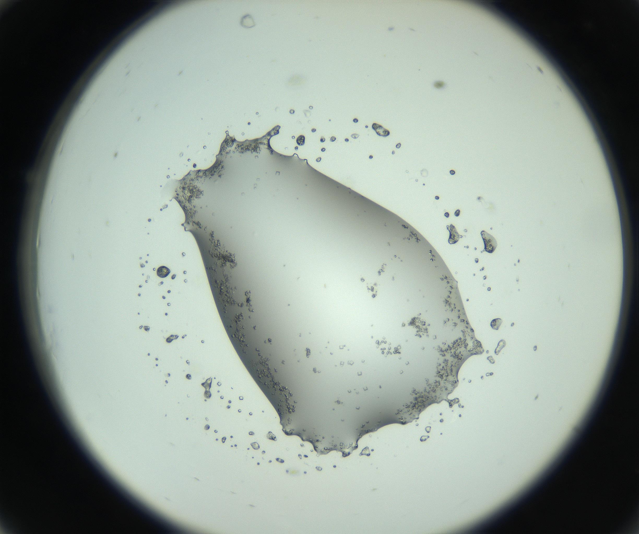 RI01_03_000_0212_Proj1_Clon1_MC_0000MC103009_003_161121_10_03_02_00_99_002_001_RAI.jpg