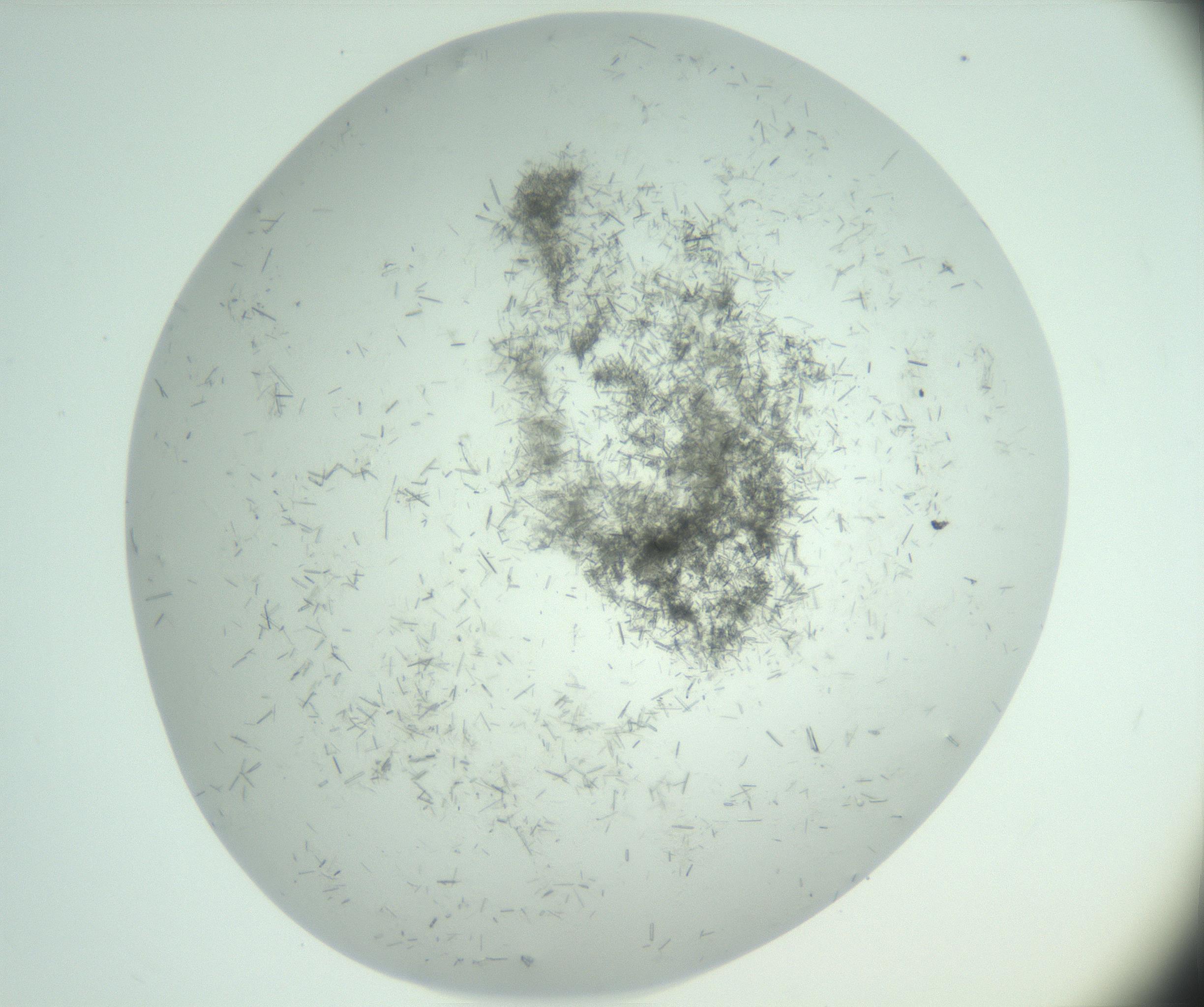RI01_03_000_0212_Proj1_Clon1_MC_0000MC103009_003_161121_12_04_02_00_99_002_001_RAI.jpg