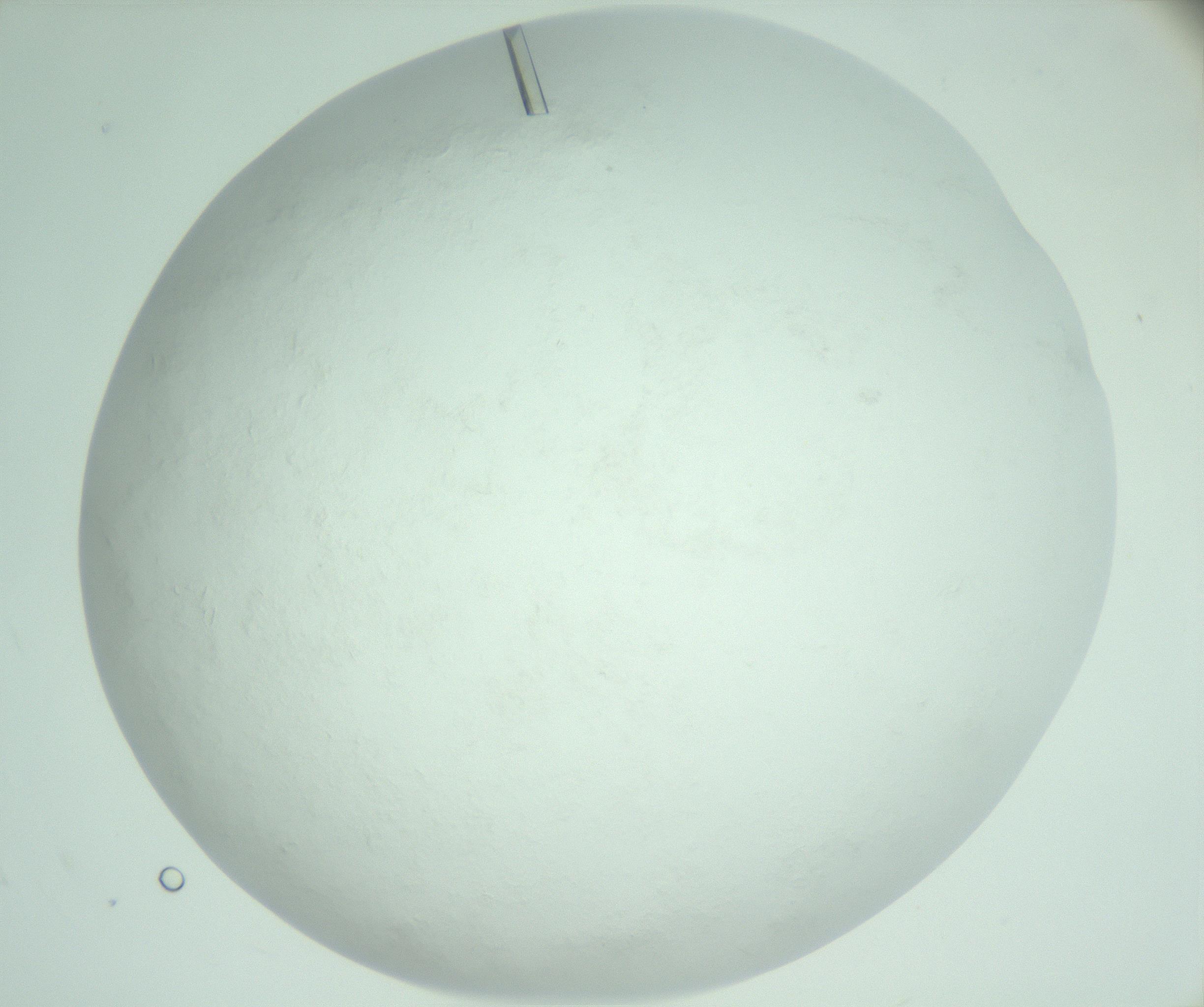 RI01_03_000_0212_Proj1_Clon1_MC_0000MC103009_004_161123_03_05_02_00_99_002_001_RAI.jpg