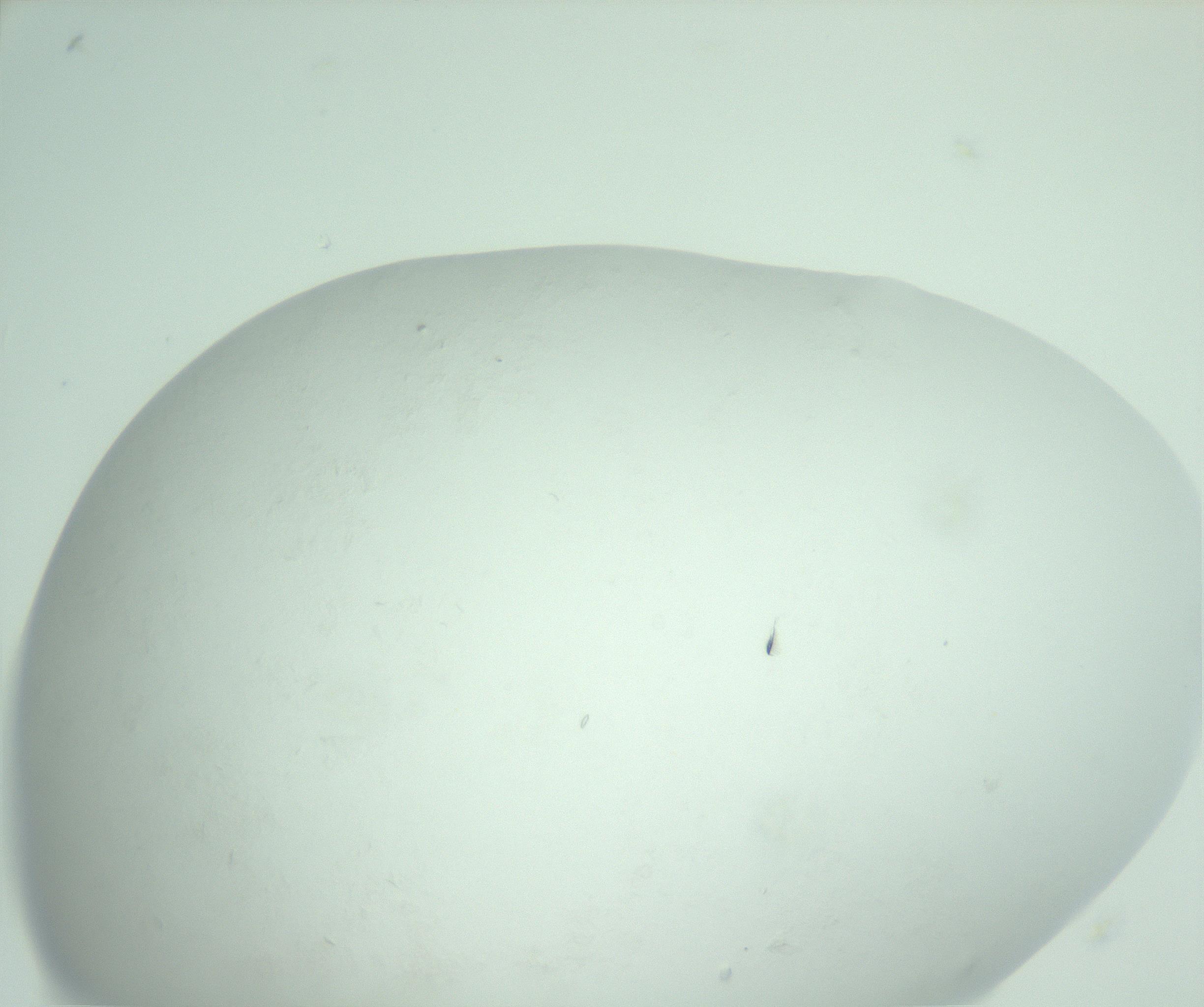 RI01_03_000_0212_Proj1_Clon1_MC_0000MC103009_004_161123_04_02_02_00_99_002_001_RAI.jpg