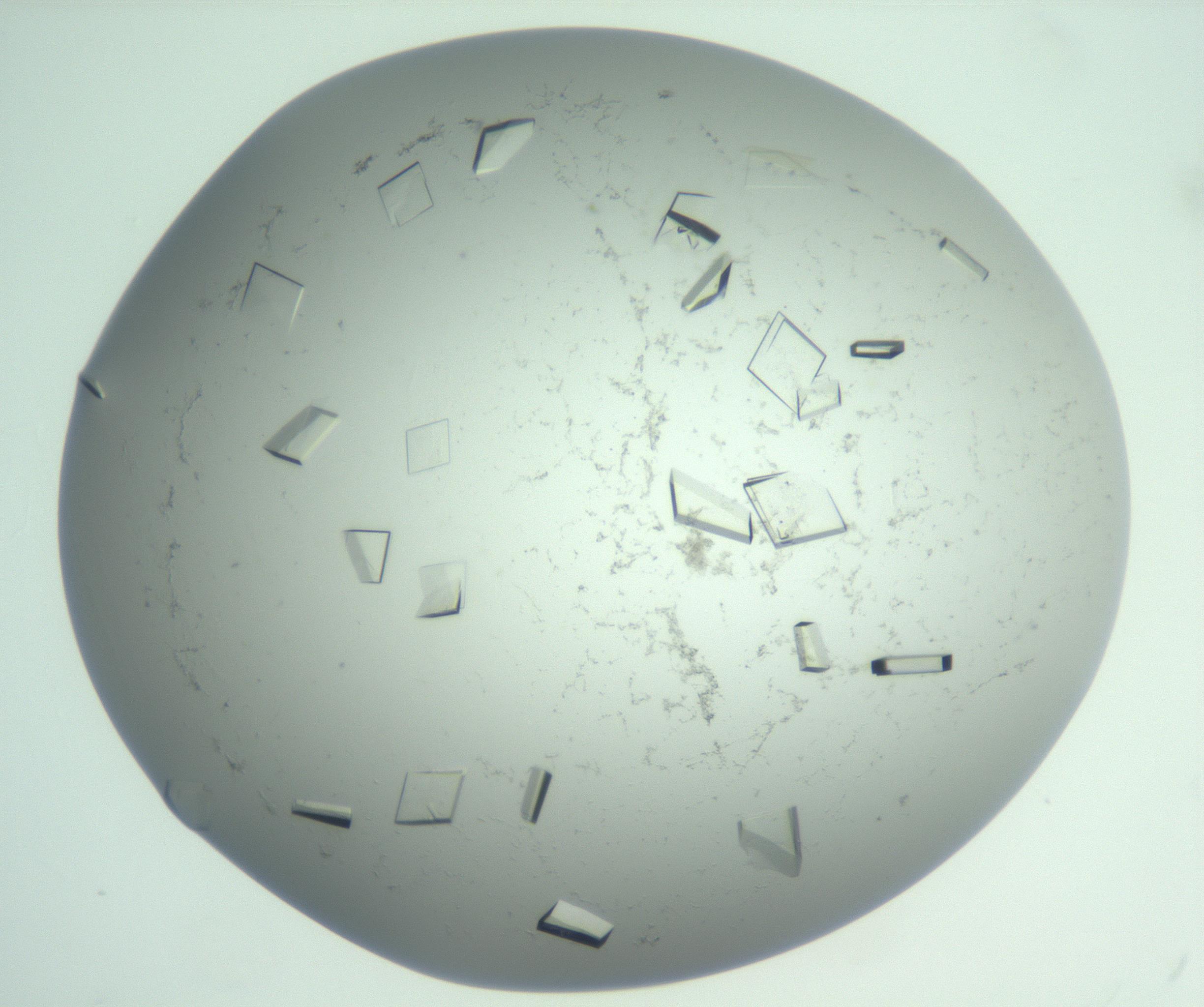 RI01_03_000_0212_Proj1_Clon1_MC_0000MC103009_004_161123_04_07_01_00_99_002_001_RAI.jpg