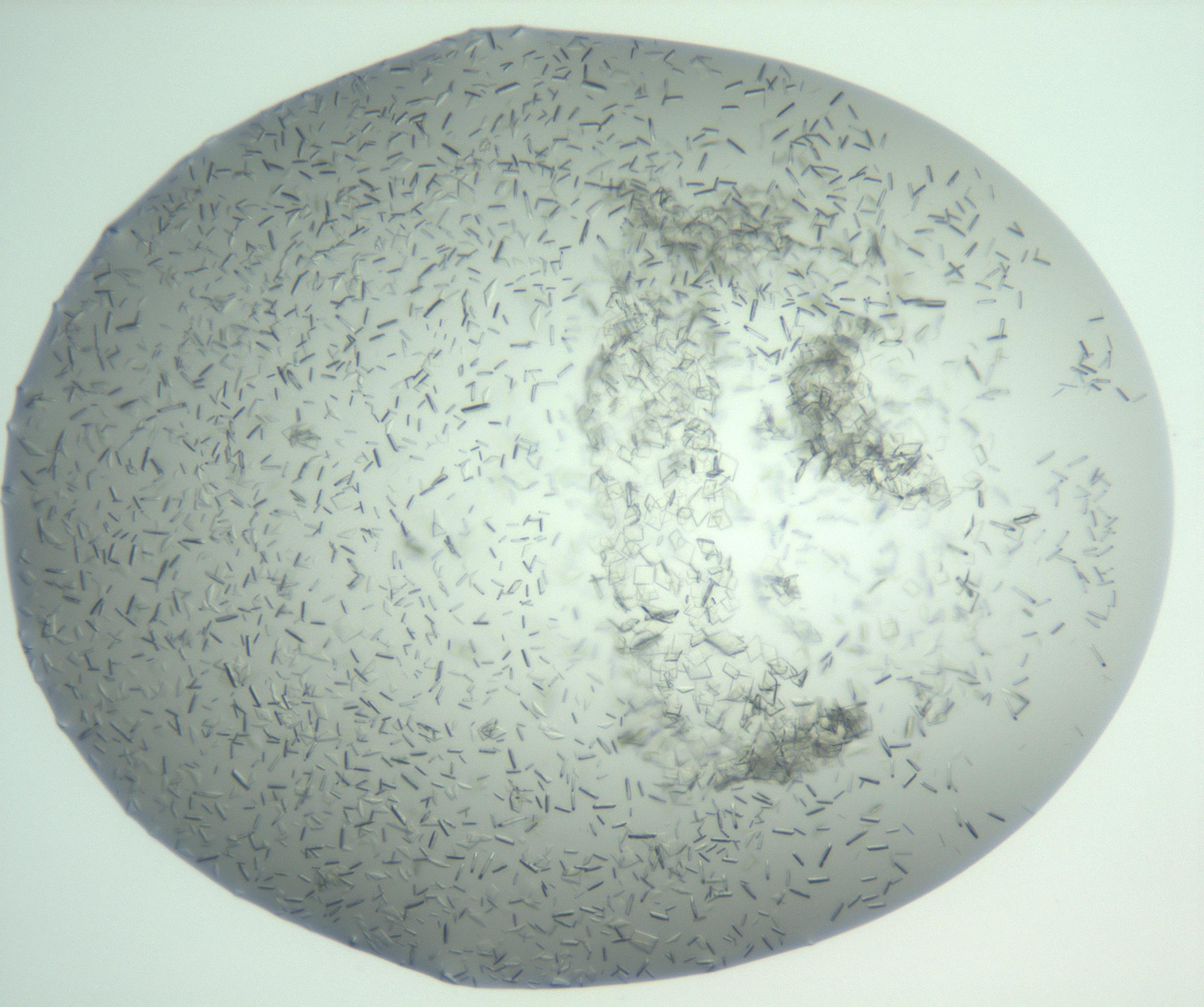 RI01_03_000_0212_Proj1_Clon1_MC_0000MC103009_004_161123_04_08_01_00_99_002_001_RAI.jpg