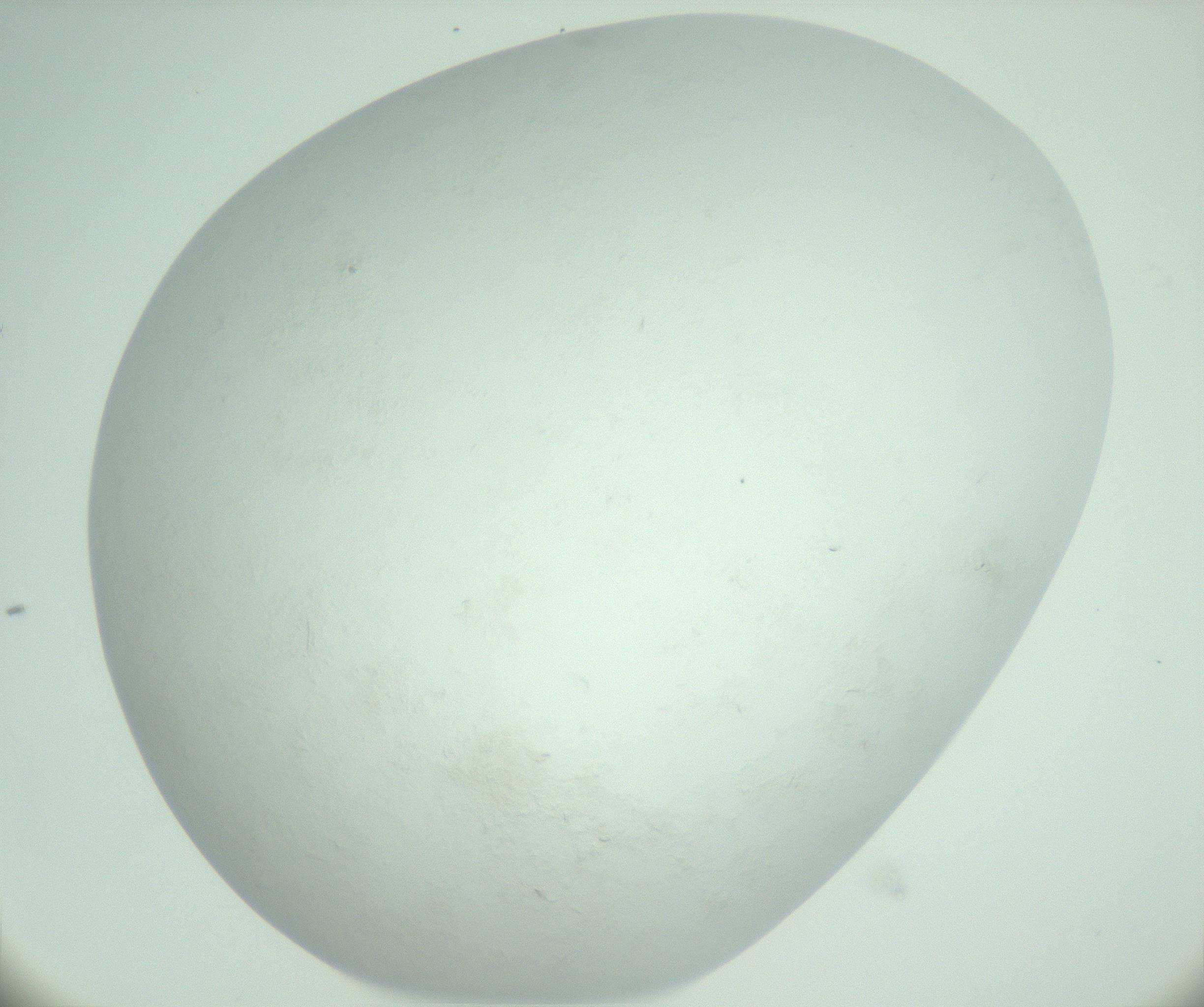 RI01_03_000_0212_Proj1_Clon1_MC_0000MC103009_004_161123_05_02_02_00_99_002_001_RAI.jpg