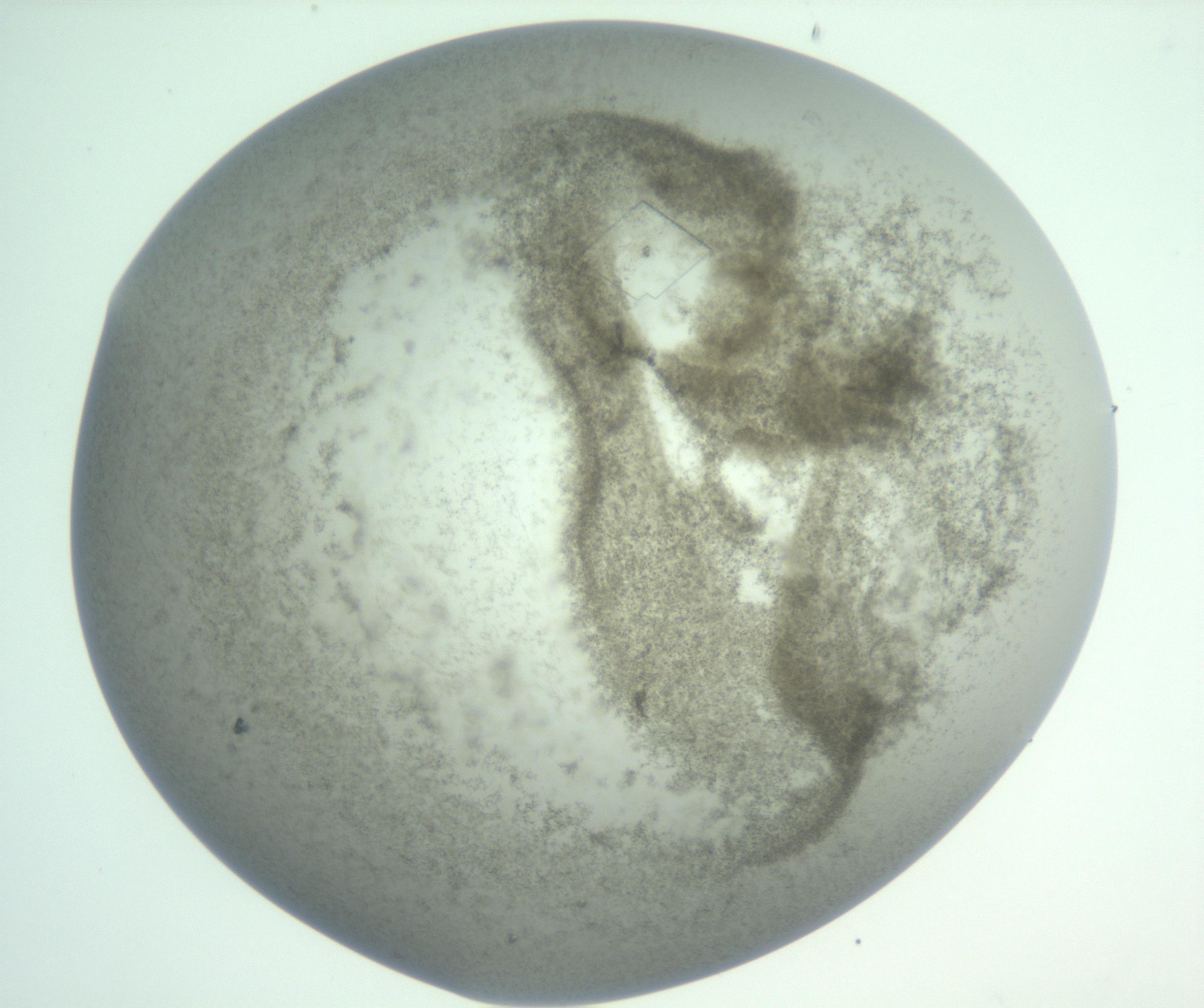 RI01_03_000_0212_Proj1_Clon1_MC_0000MC103009_004_161123_07_08_01_00_99_002_001_RAI.jpg