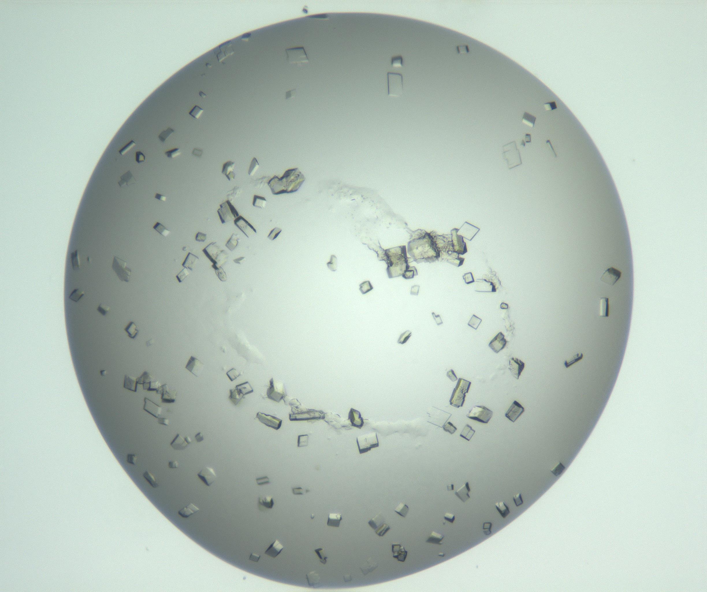 RI01_03_000_0212_Proj1_Clon1_MC_0000MC103009_004_161123_09_04_01_00_99_002_001_RAI.jpg