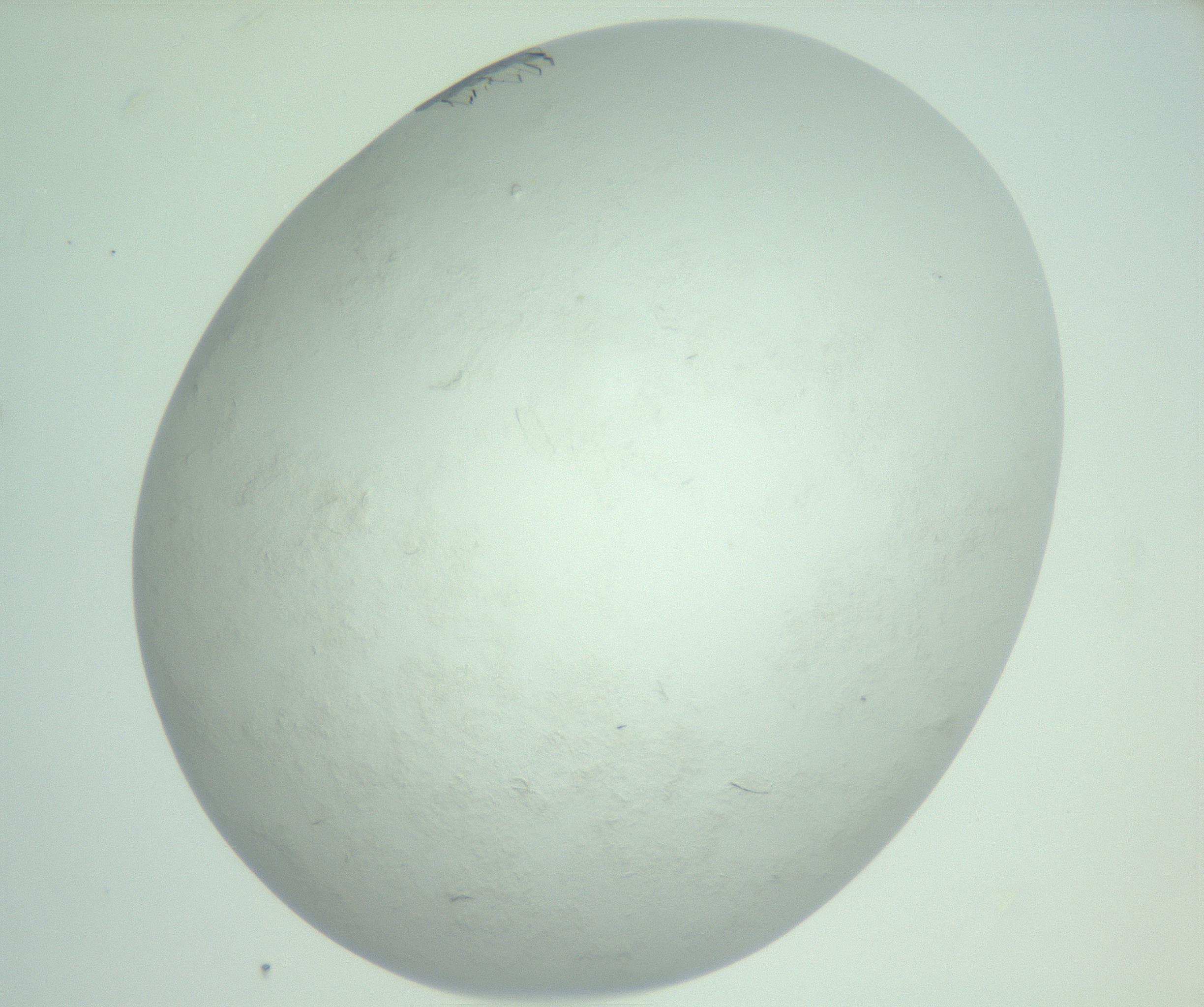 RI01_03_000_0212_Proj1_Clon1_MC_0000MC103009_004_161123_09_08_02_00_99_002_001_RAI.jpg