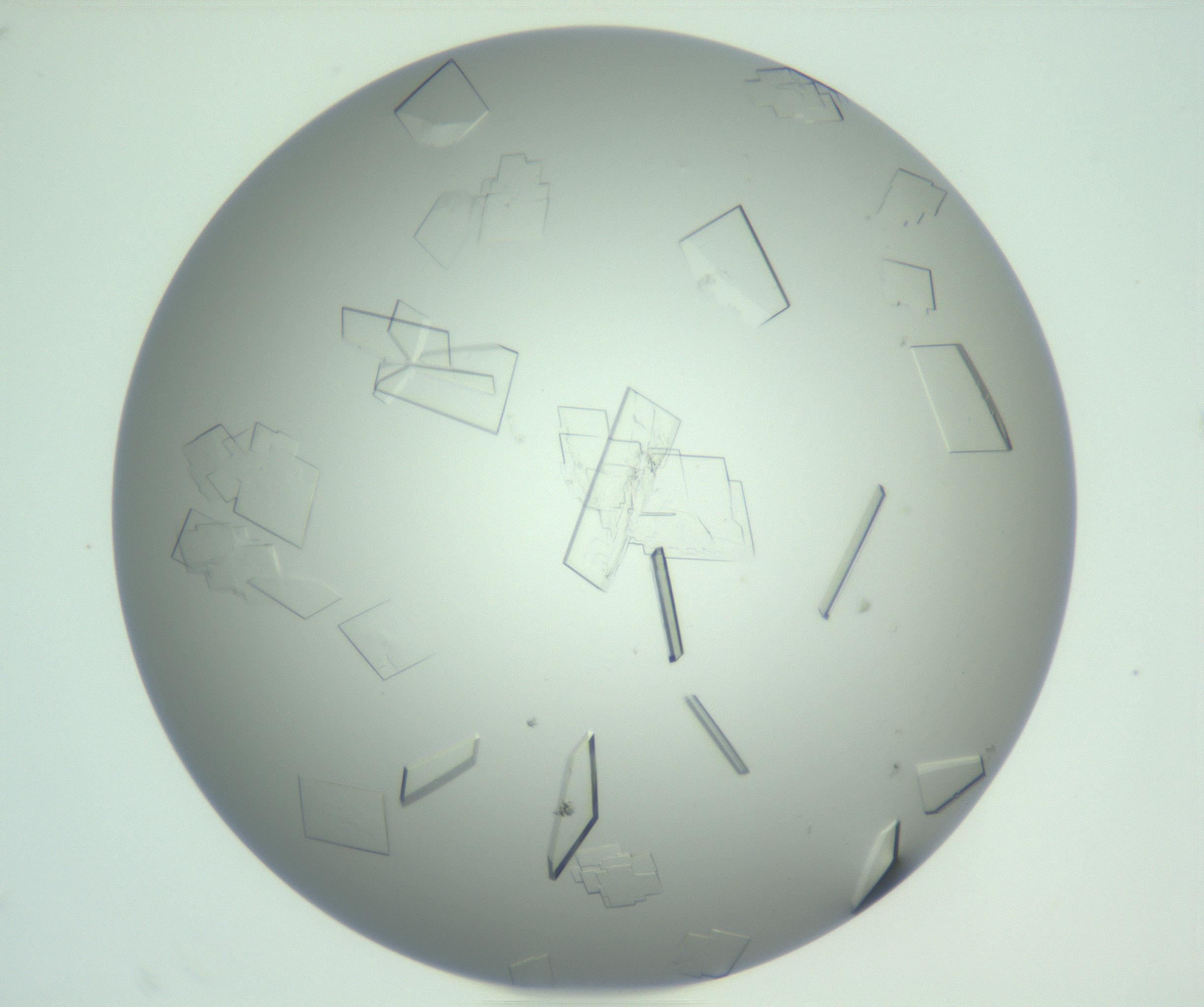 RI01_03_000_0212_Proj1_Clon1_MC_0000MC103009_004_161123_12_08_01_00_99_002_001_RAI.jpg