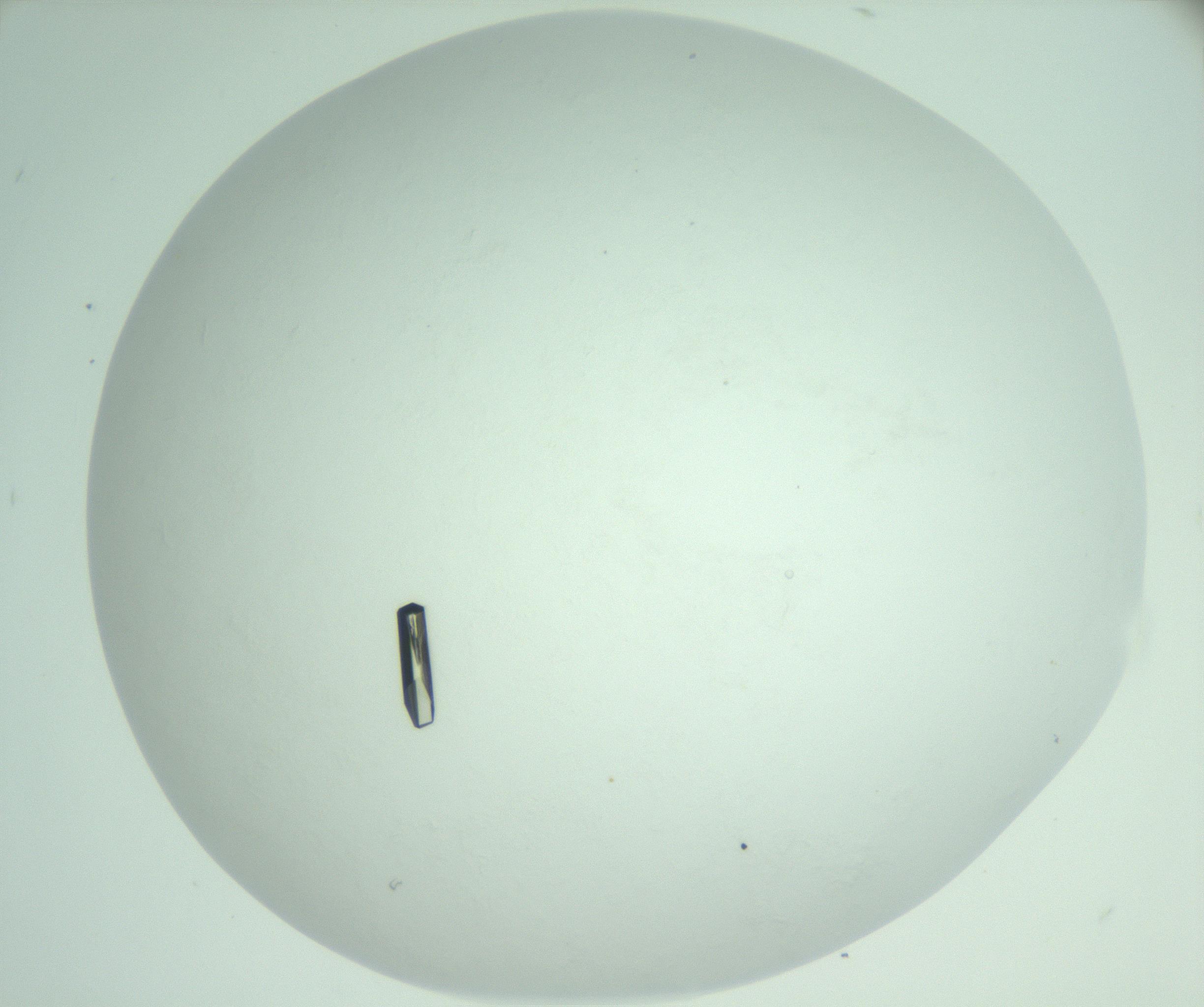 RI01_03_000_0212_Proj1_Clon1_MC_0000MC103009_005_161125_03_06_02_00_99_002_001_RAI.jpg