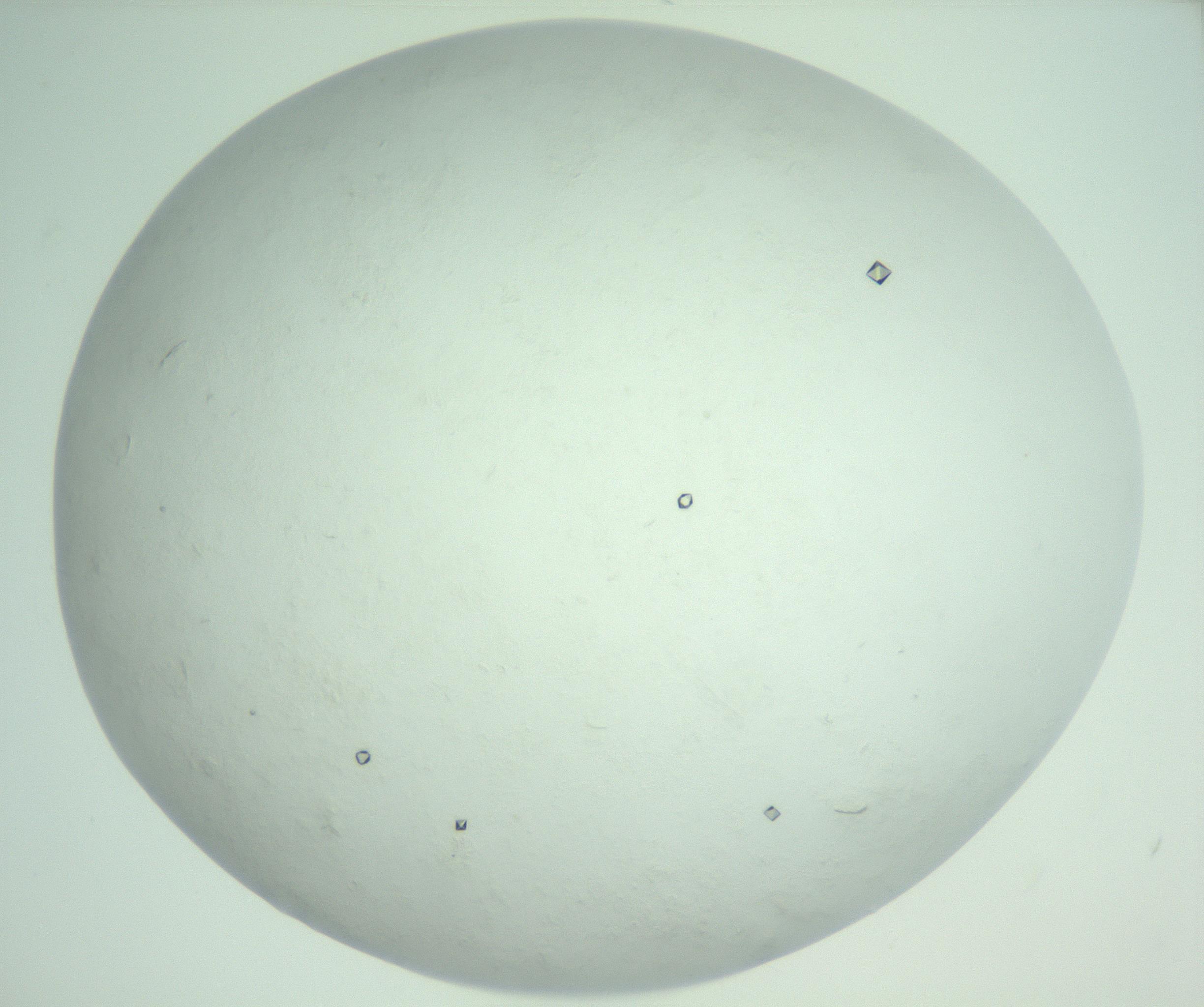 RI01_03_000_0212_Proj1_Clon1_MC_0000MC103009_005_161125_03_07_02_00_99_002_001_RAI.jpg