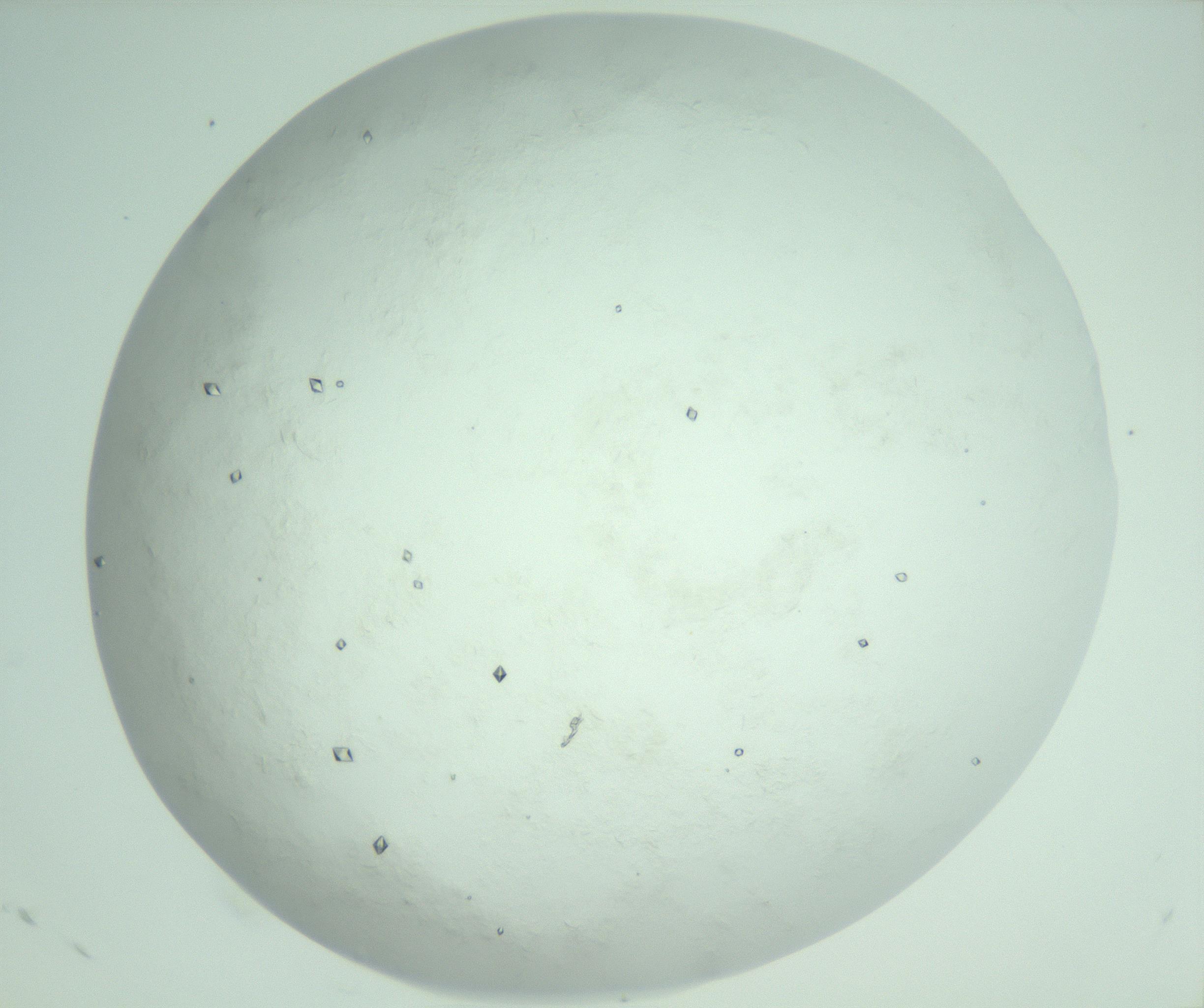 RI01_03_000_0212_Proj1_Clon1_MC_0000MC103009_005_161125_05_05_02_00_99_002_001_RAI.jpg