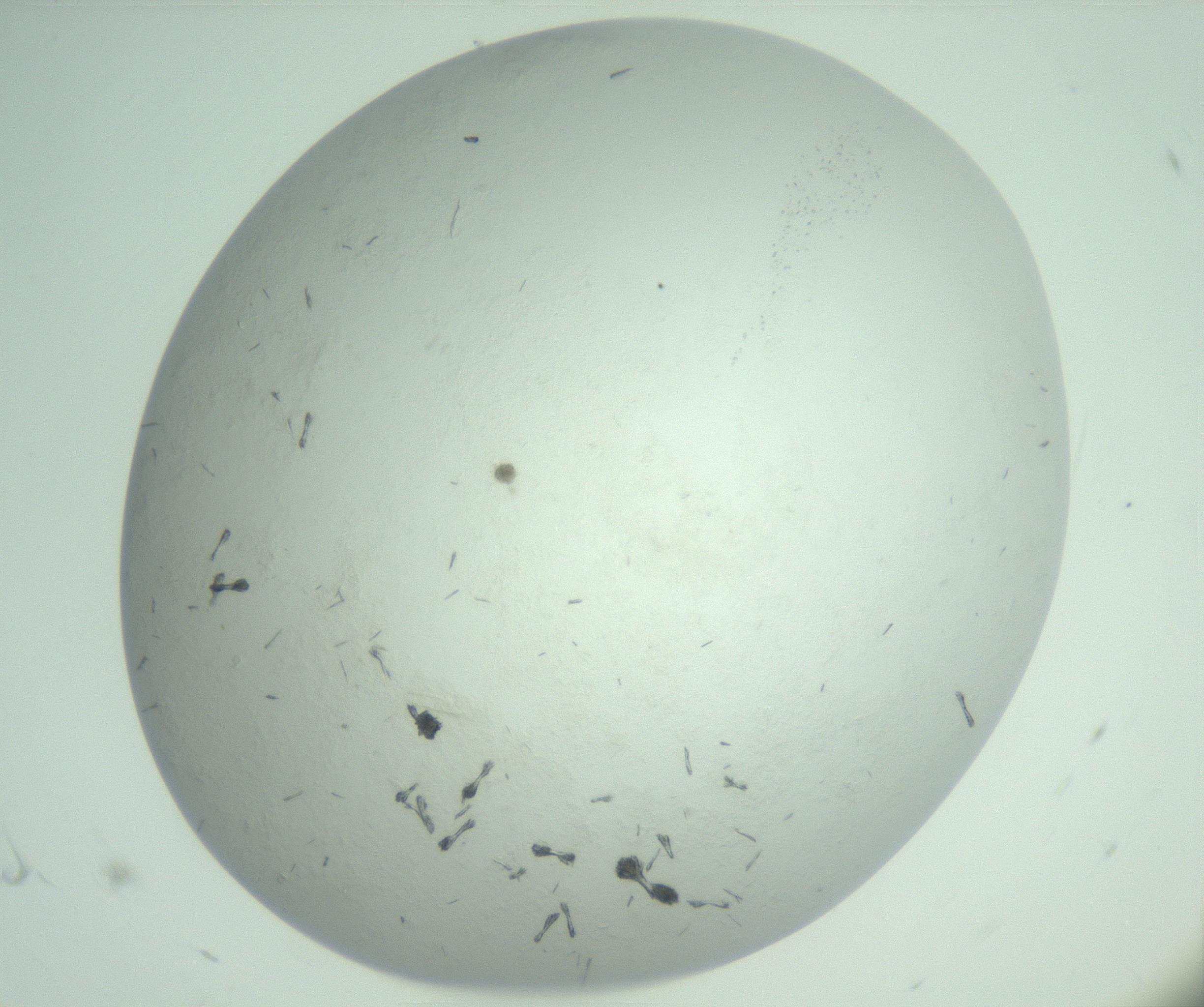 RI01_03_000_0212_Proj1_Clon1_MC_0000MC103009_005_161125_06_01_02_00_99_002_001_RAI.jpg