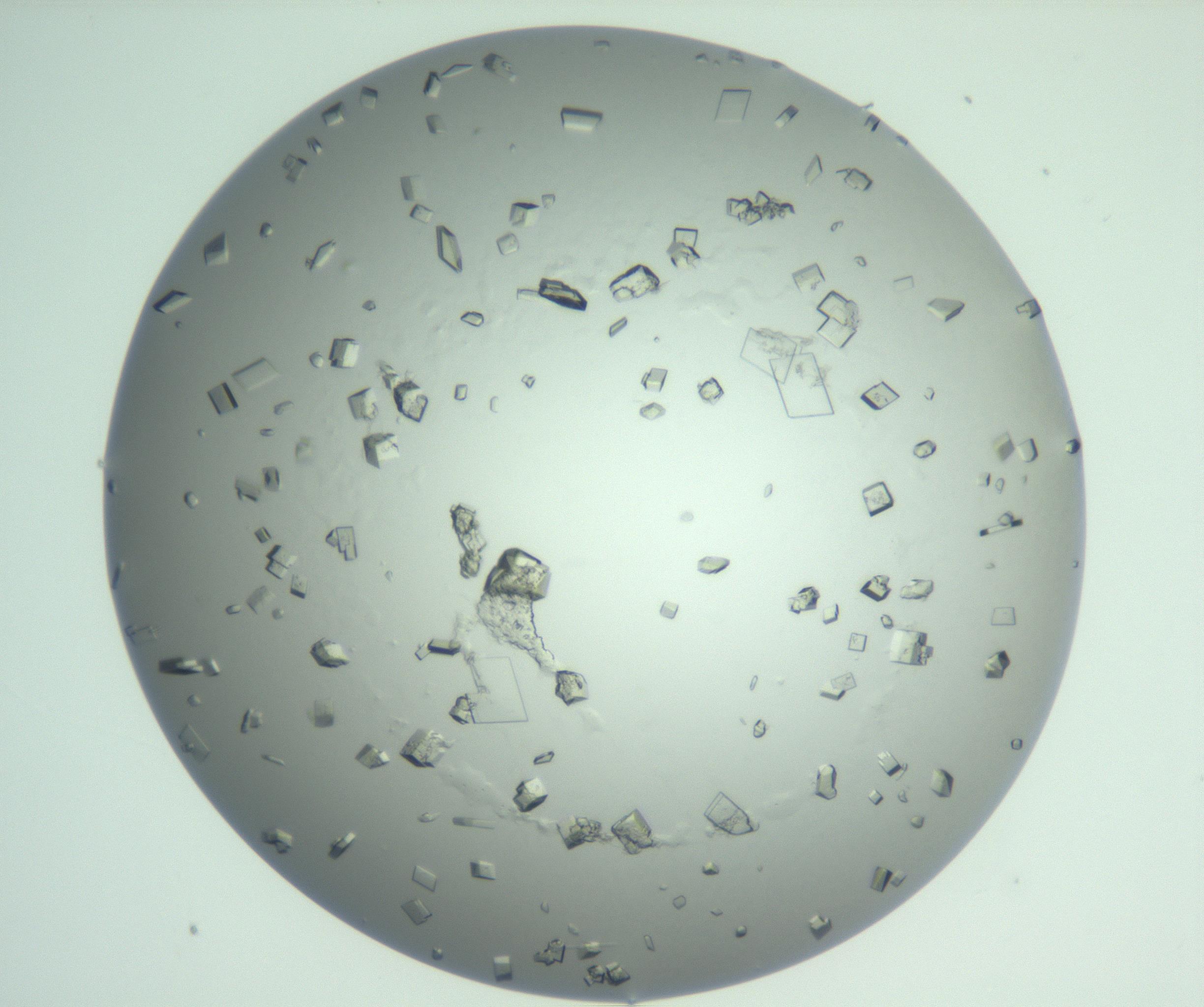 RI01_03_000_0212_Proj1_Clon1_MC_0000MC103009_005_161125_08_04_01_00_99_002_001_RAI.jpg