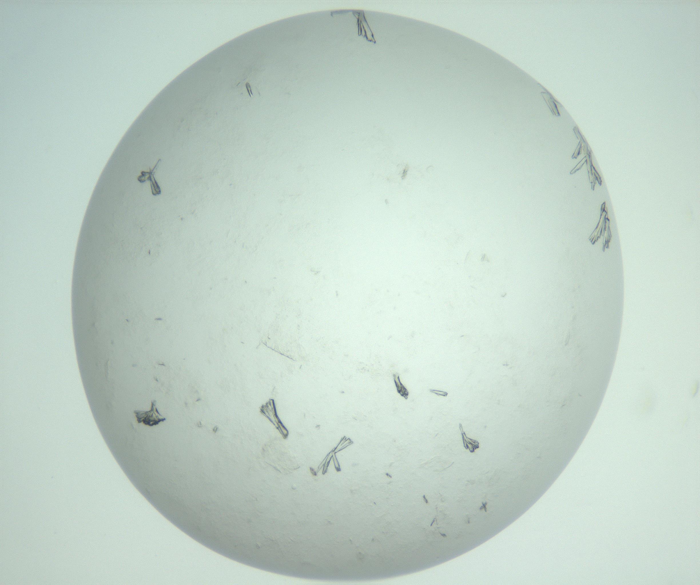 RI01_03_000_0212_Proj1_Clon1_MC_0000MC103009_005_161125_11_07_02_00_99_002_001_RAI.jpg