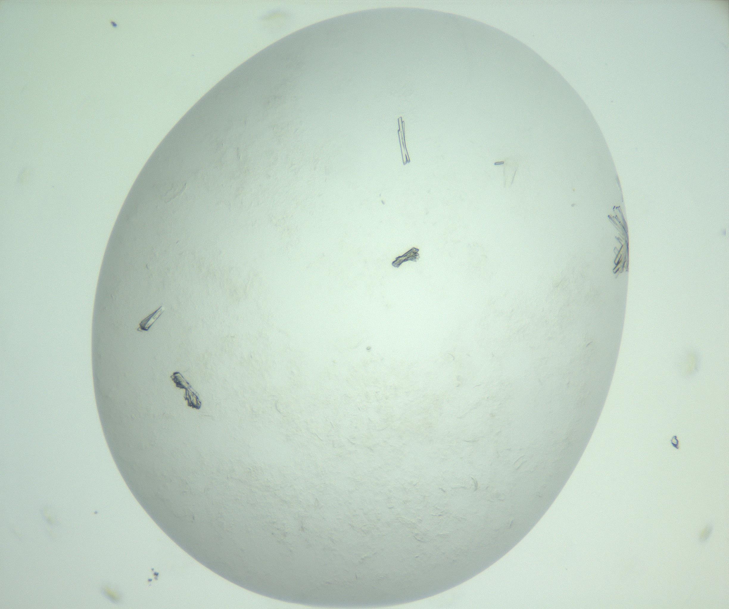 RI01_03_000_0212_Proj1_Clon1_MC_0000MC103009_005_161125_11_08_02_00_99_002_001_RAI.jpg