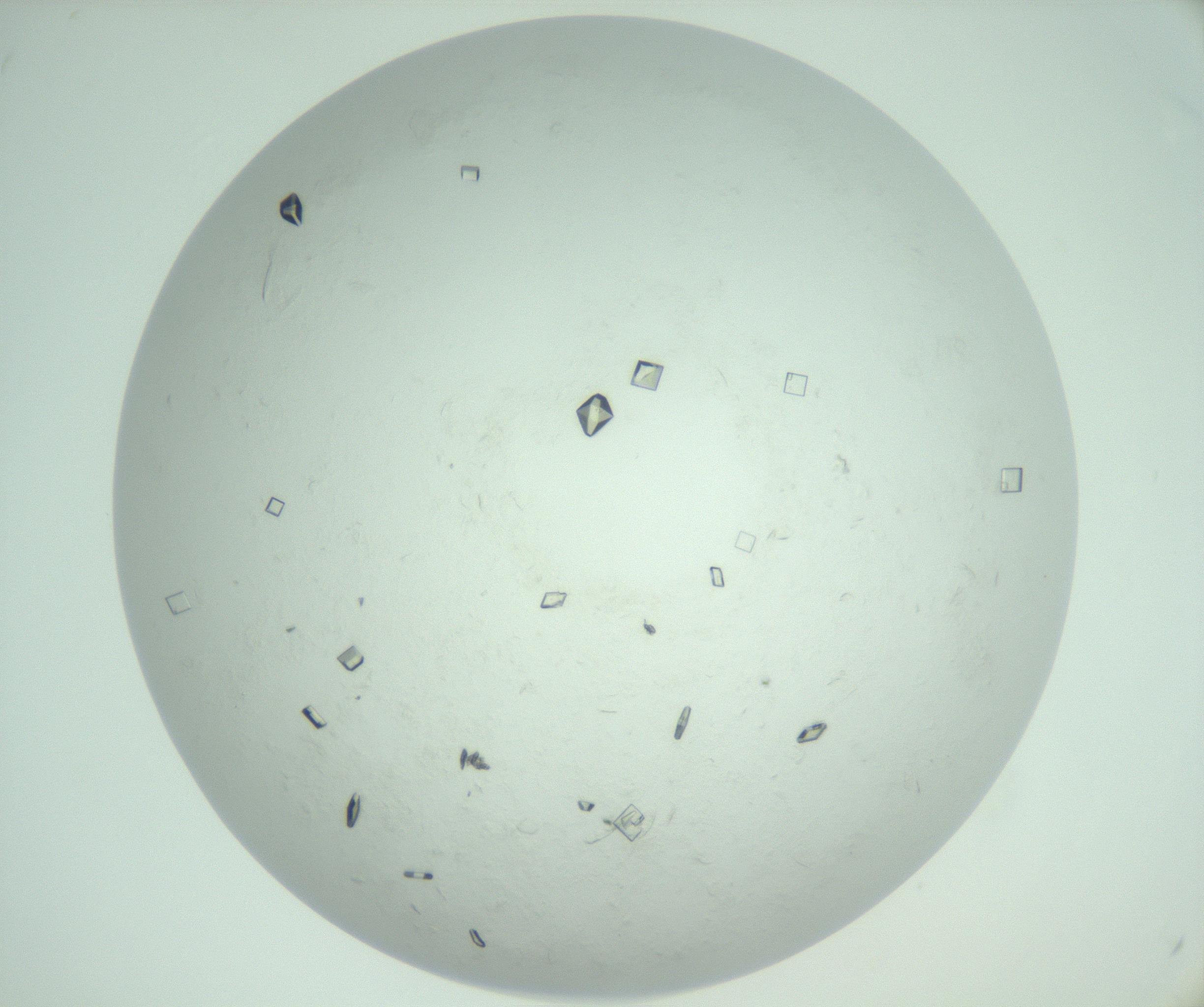 RI01_03_000_0212_Proj1_Clon1_MC_0000MC103009_005_161125_12_05_02_00_99_002_001_RAI.jpg