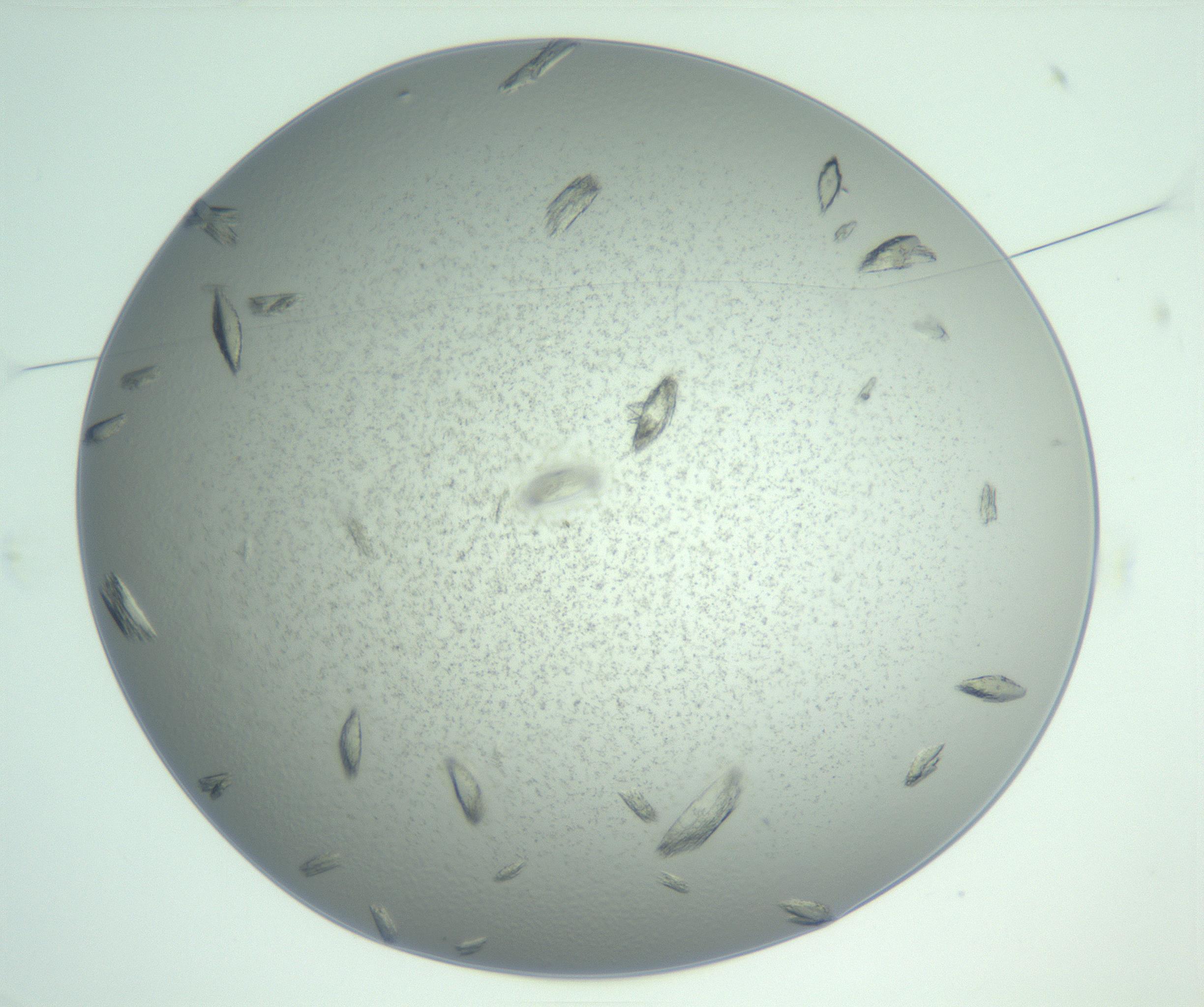 RI01_03_000_0212_Proj1_Clon1_MC_0000MC103009_006_161128_03_01_01_00_99_002_001_RAI.jpg