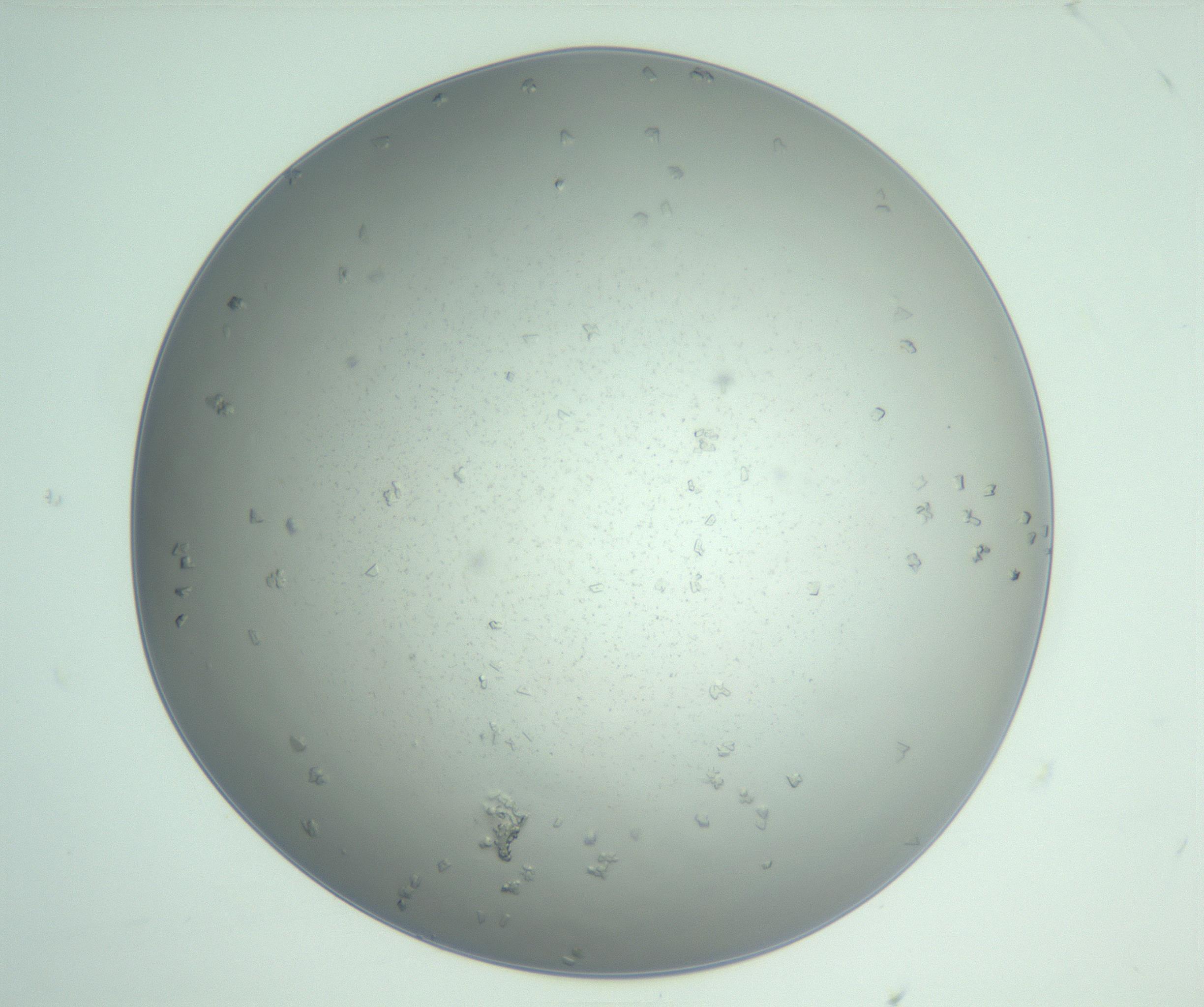RI01_03_000_0212_Proj1_Clon1_MC_0000MC103009_006_161128_04_01_01_00_99_002_001_RAI.jpg