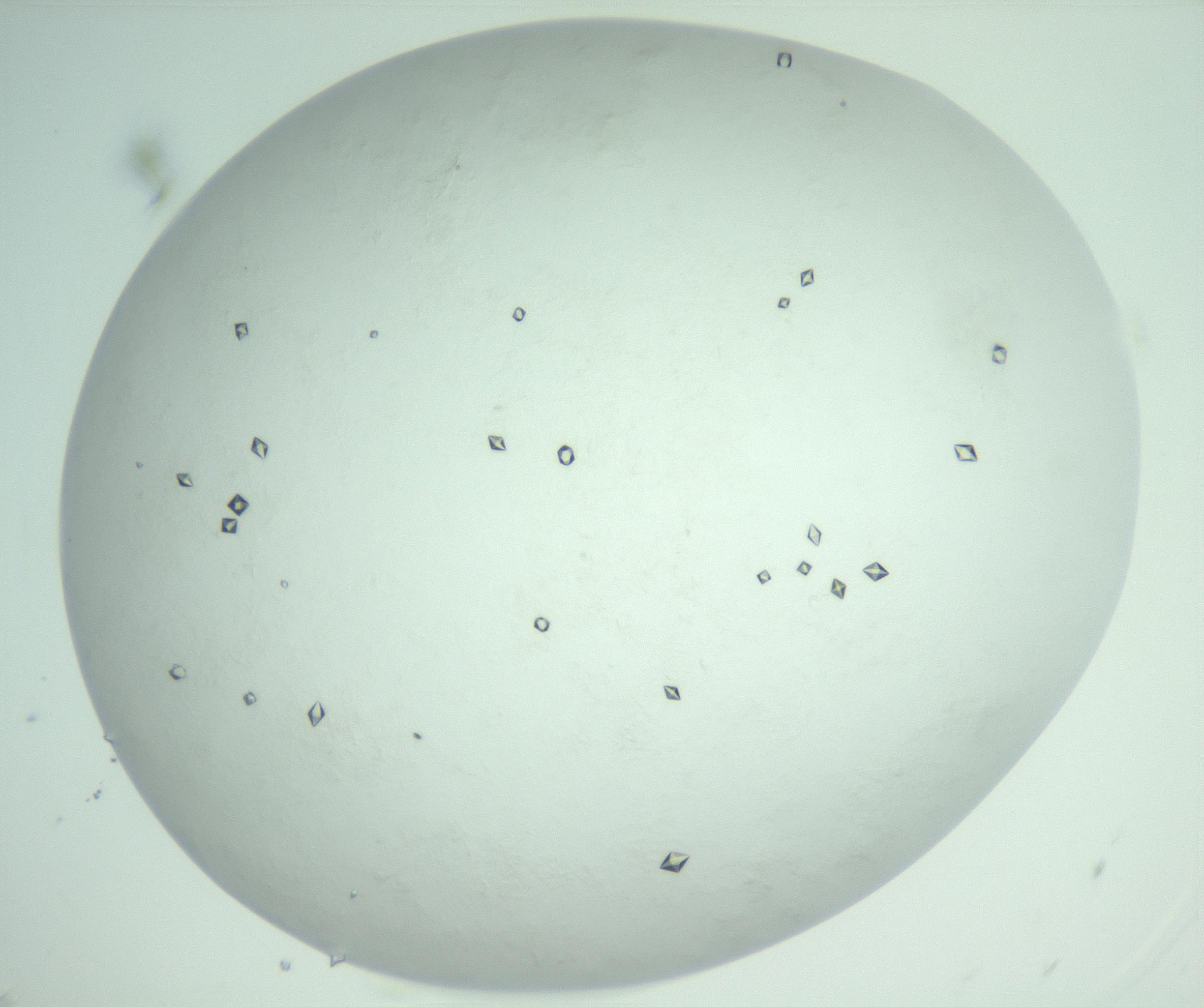 RI01_03_000_0212_Proj1_Clon1_MC_0000MC103009_006_161128_05_07_02_00_99_002_001_RAI.jpg