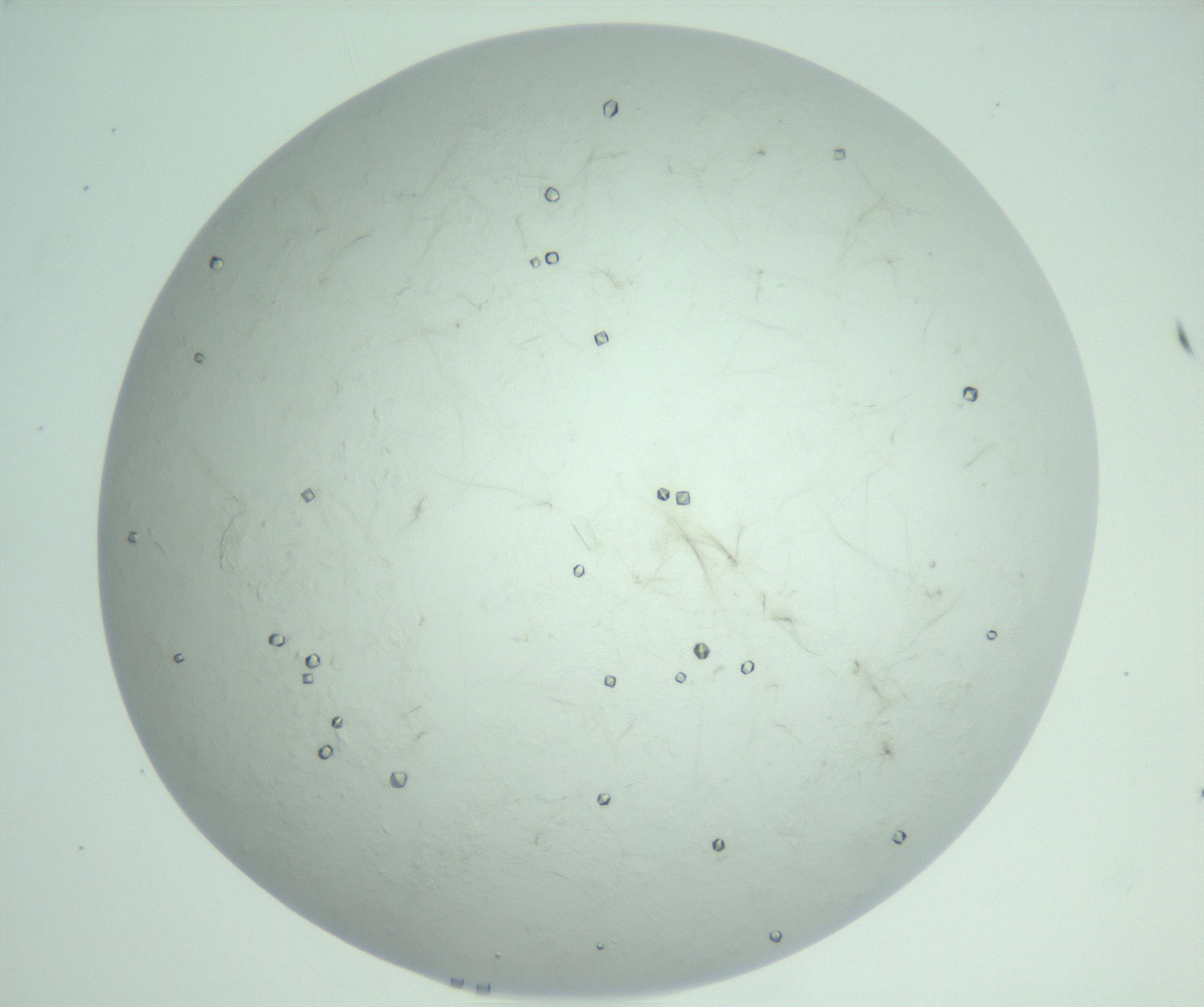 RI01_03_000_0212_Proj1_Clon1_MC_0000MC103009_006_161128_09_07_02_00_99_002_001_RAI.jpg