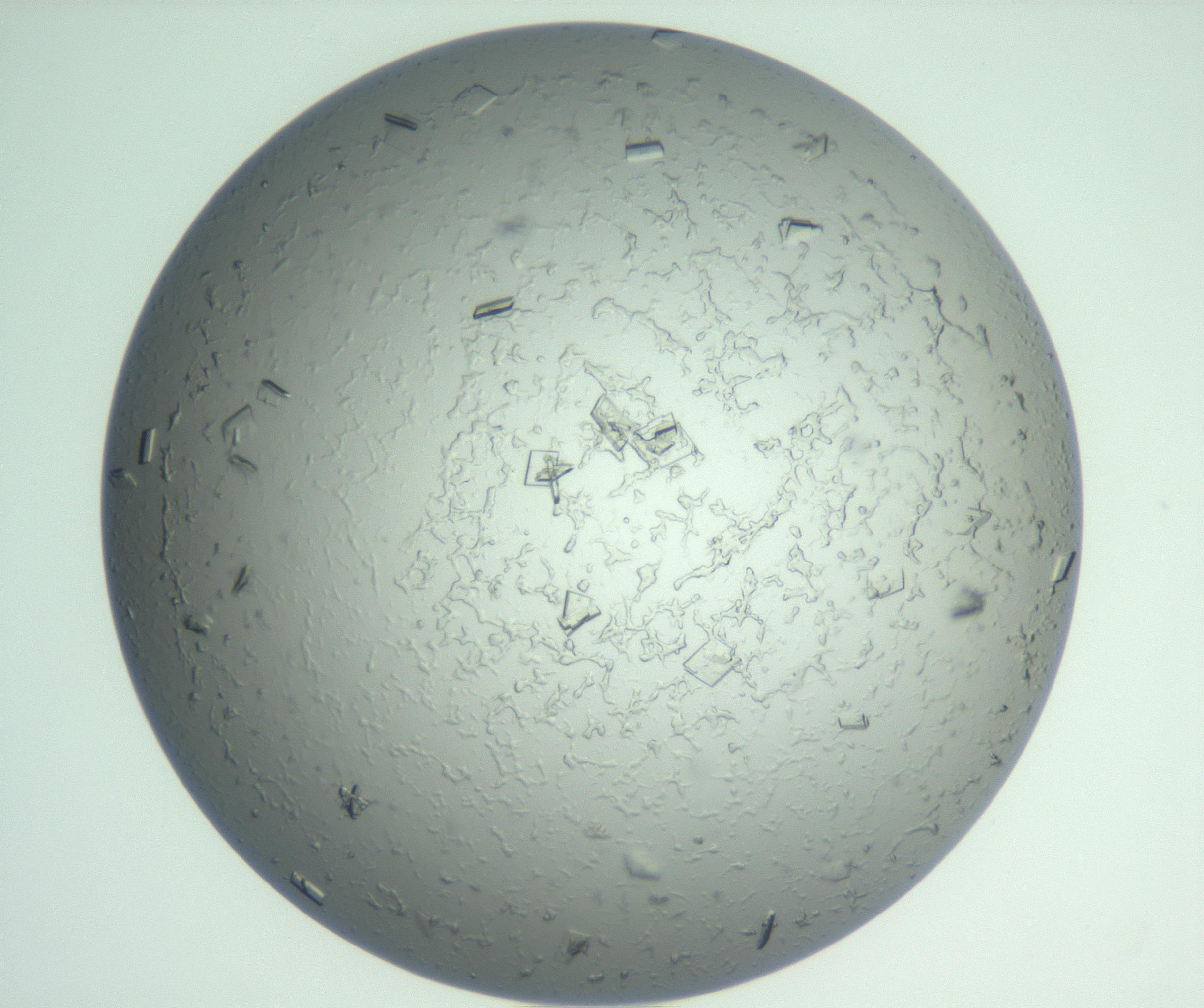 RI01_03_000_0212_Proj1_Clon1_MC_0000MC103010_002_161119_02_06_01_00_99_002_001_RAI.jpg