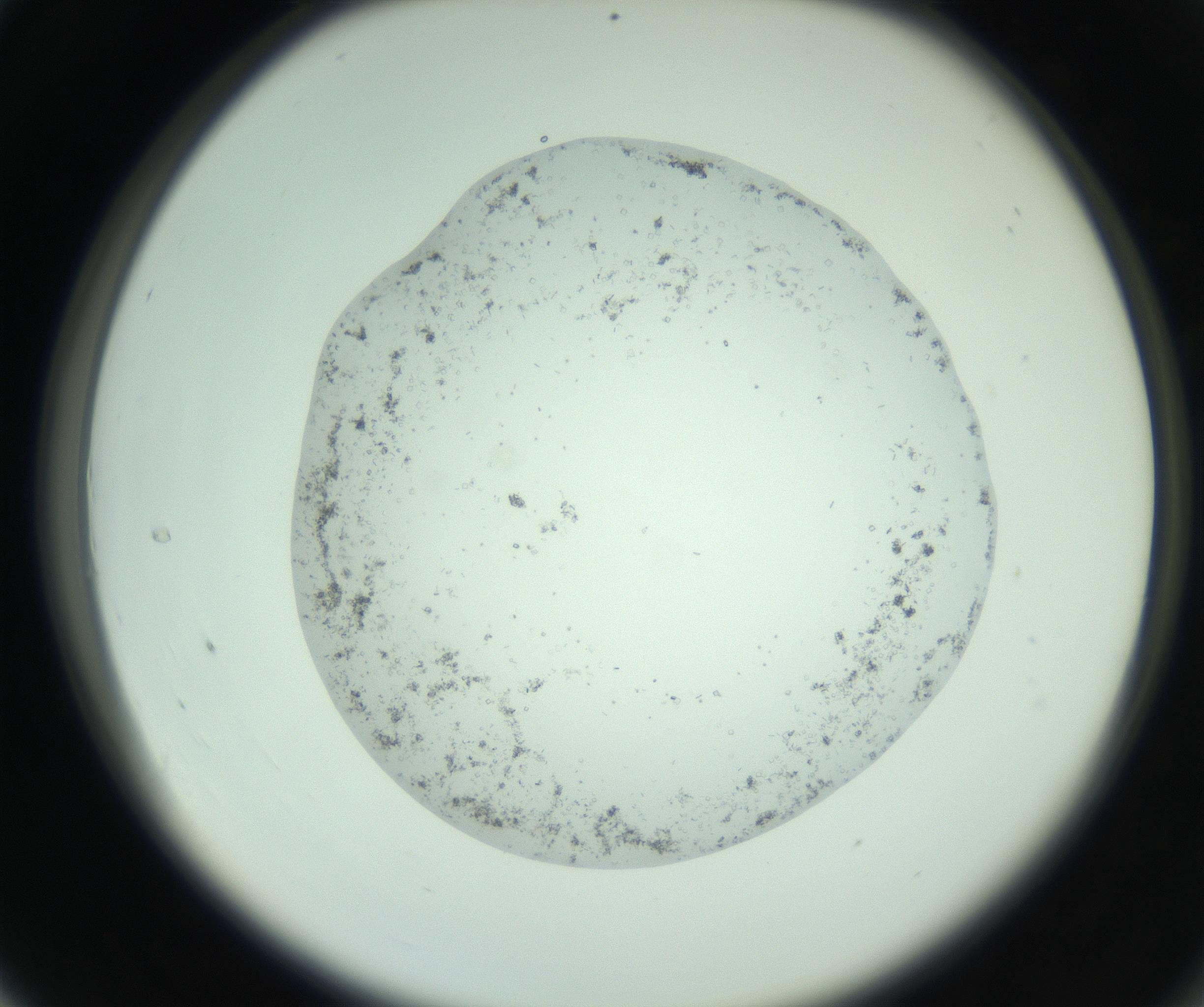 RI01_03_000_0212_Proj1_Clon1_MC_0000MC103010_002_161119_04_03_02_00_99_002_001_RAI.jpg