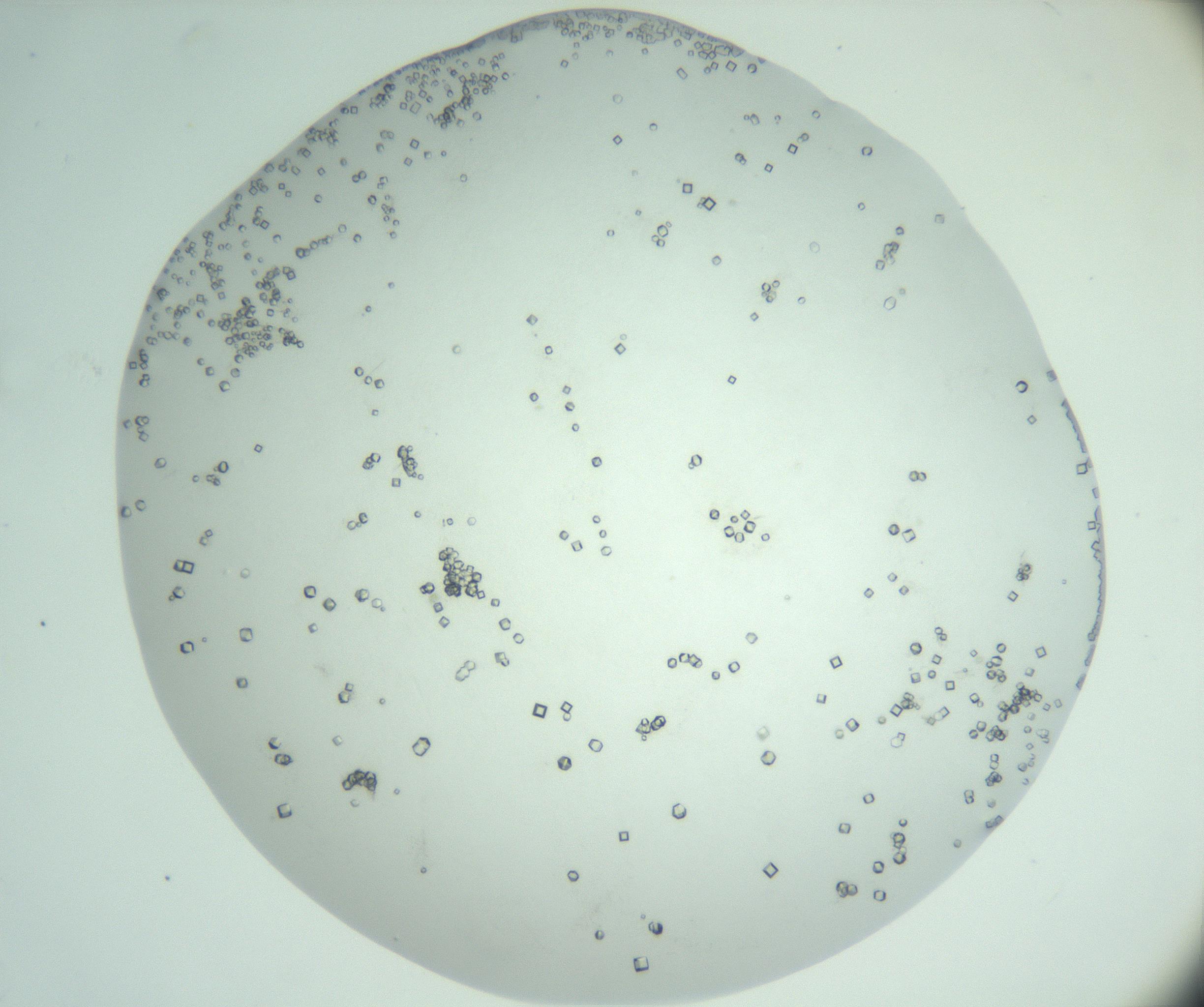 RI01_03_000_0212_Proj1_Clon1_MC_0000MC103010_002_161119_04_04_02_00_99_002_001_RAI.jpg