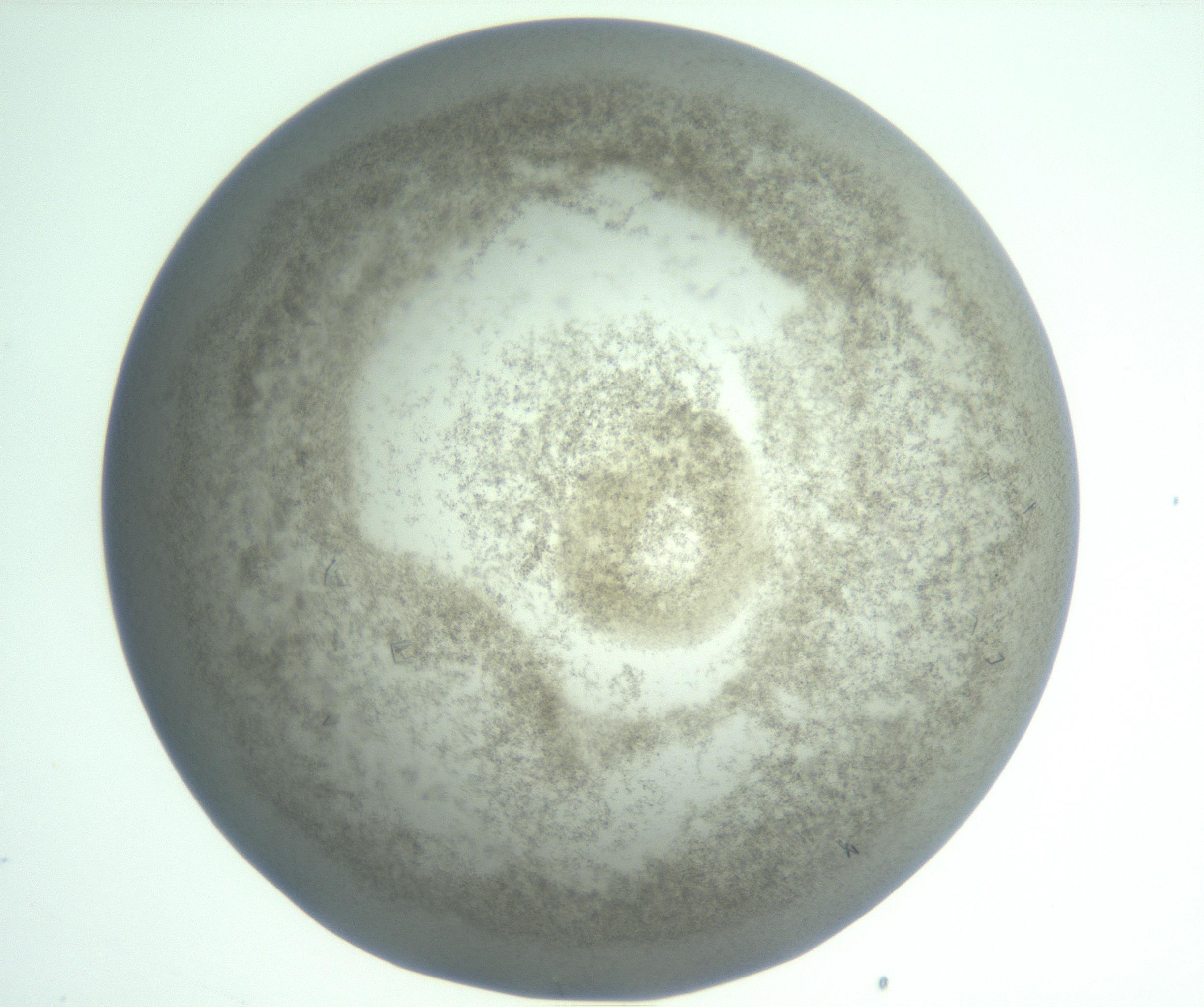 RI01_03_000_0212_Proj1_Clon1_MC_0000MC103010_002_161119_04_06_01_00_99_002_001_RAI.jpg