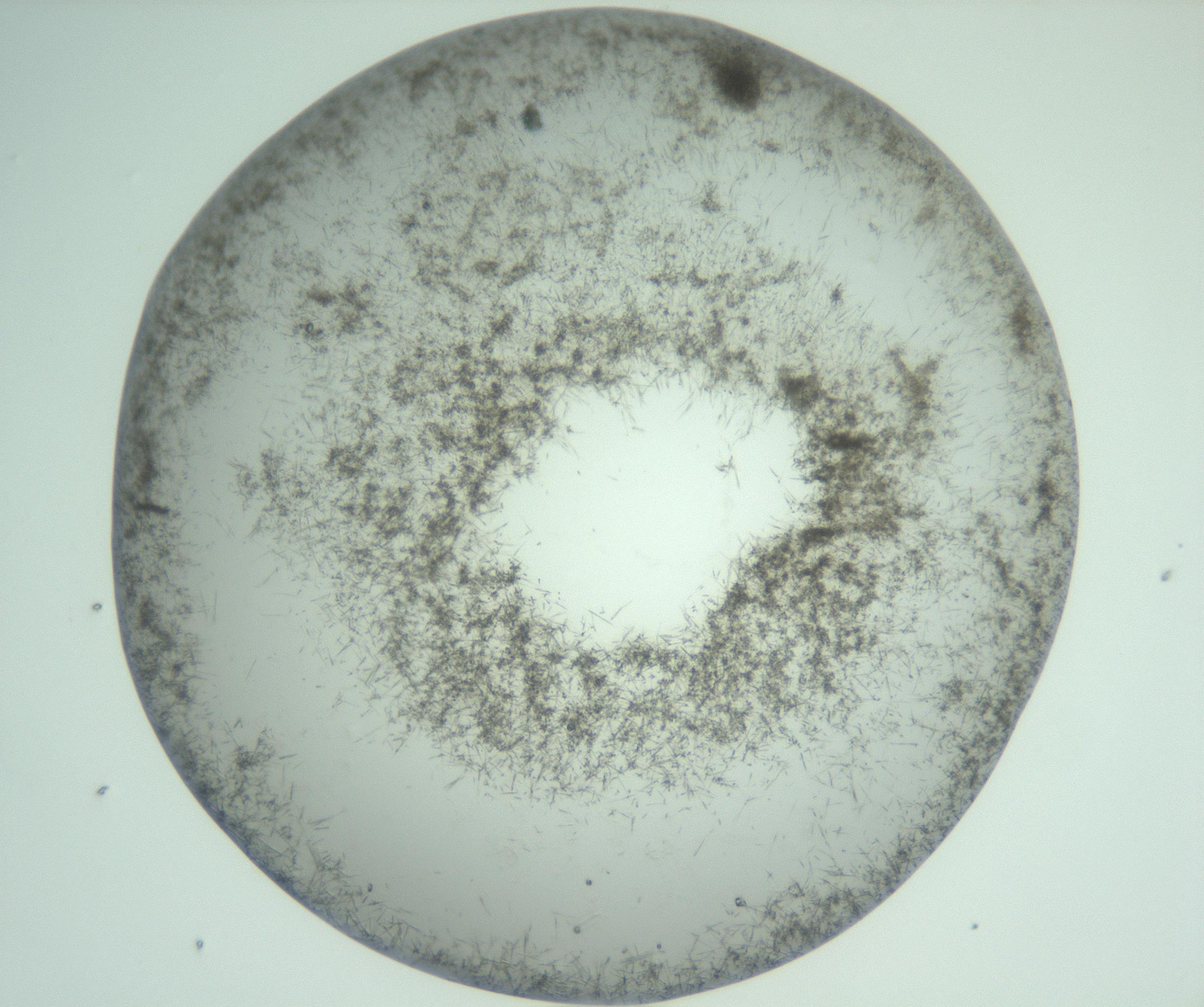 RI01_03_000_0212_Proj1_Clon1_MC_0000MC103010_002_161119_05_04_02_00_99_002_001_RAI.jpg