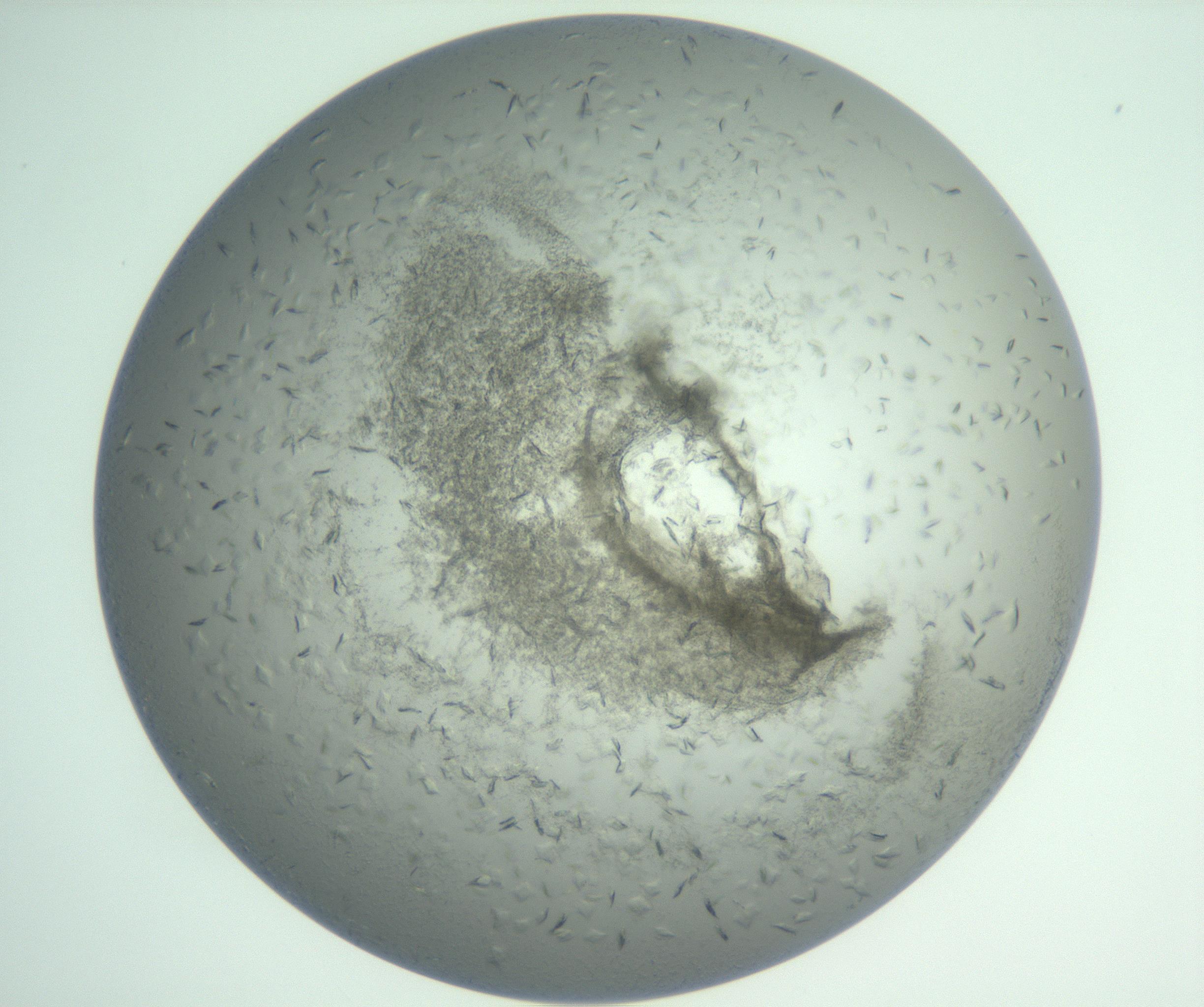 RI01_03_000_0212_Proj1_Clon1_MC_0000MC103010_002_161119_05_07_01_00_99_002_001_RAI.jpg
