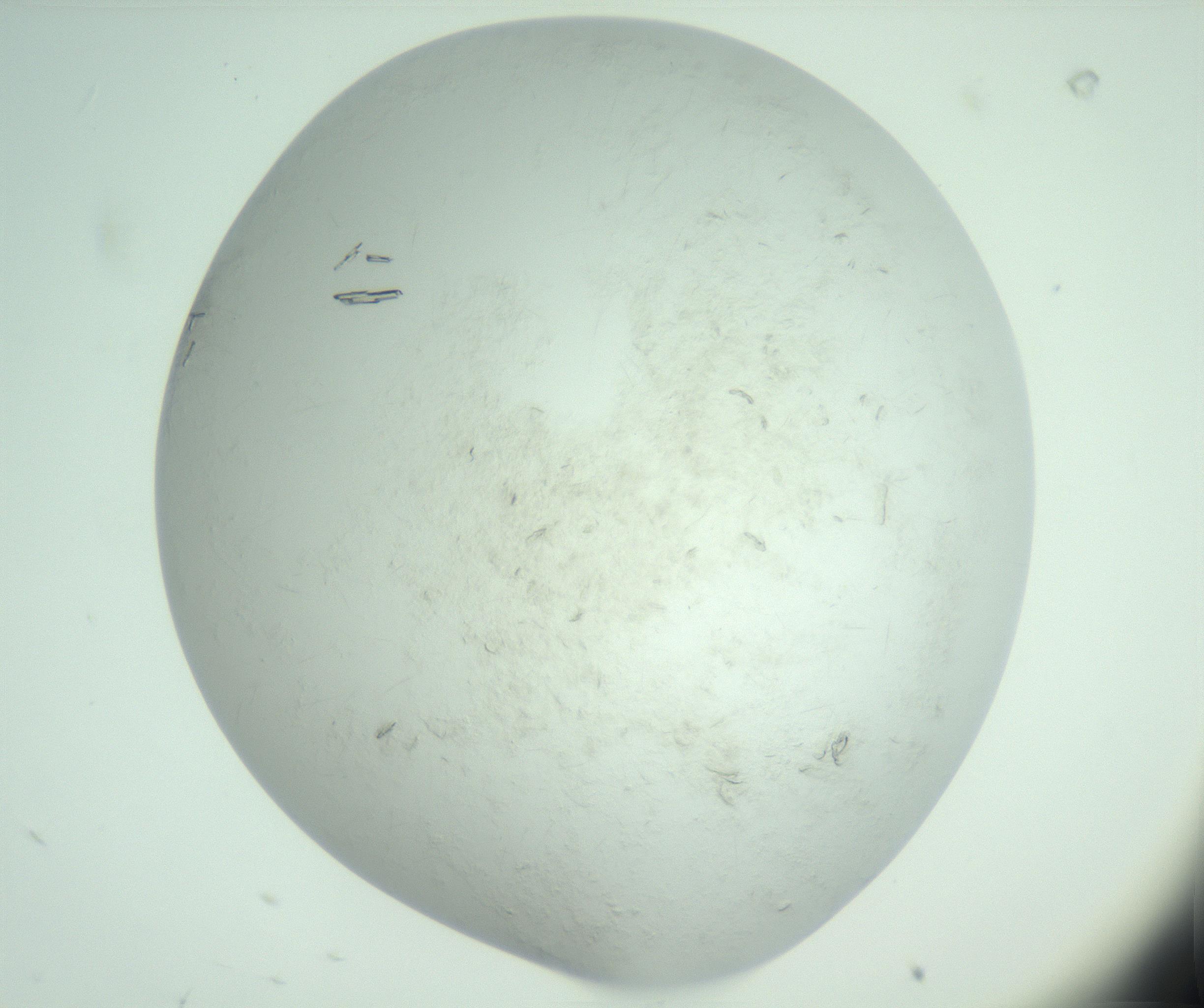 RI01_03_000_0212_Proj1_Clon1_MC_0000MC103010_002_161119_08_01_02_00_99_002_001_RAI.jpg